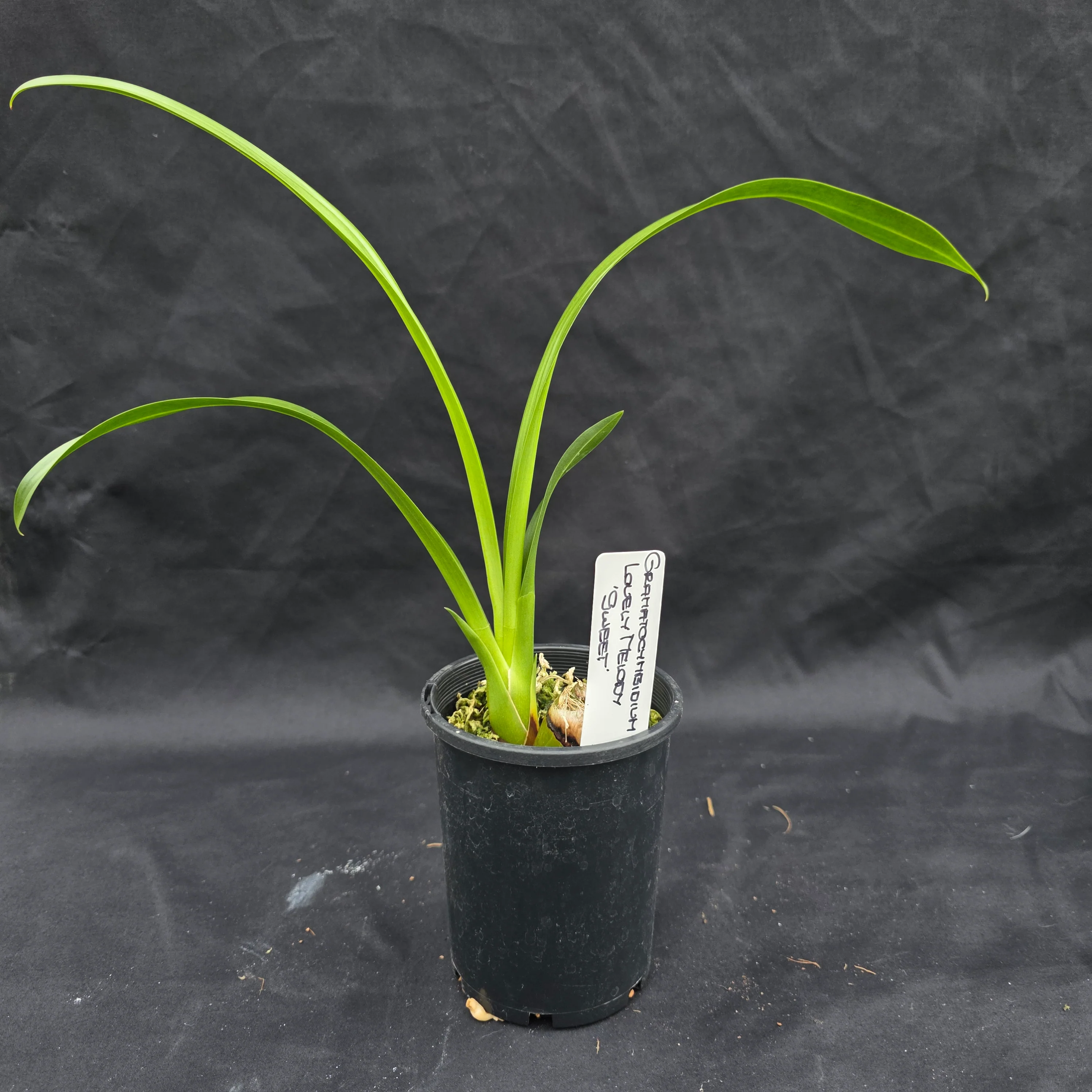 Grammatocymbidium Lovely Melody 'Sweet' - Image 2
