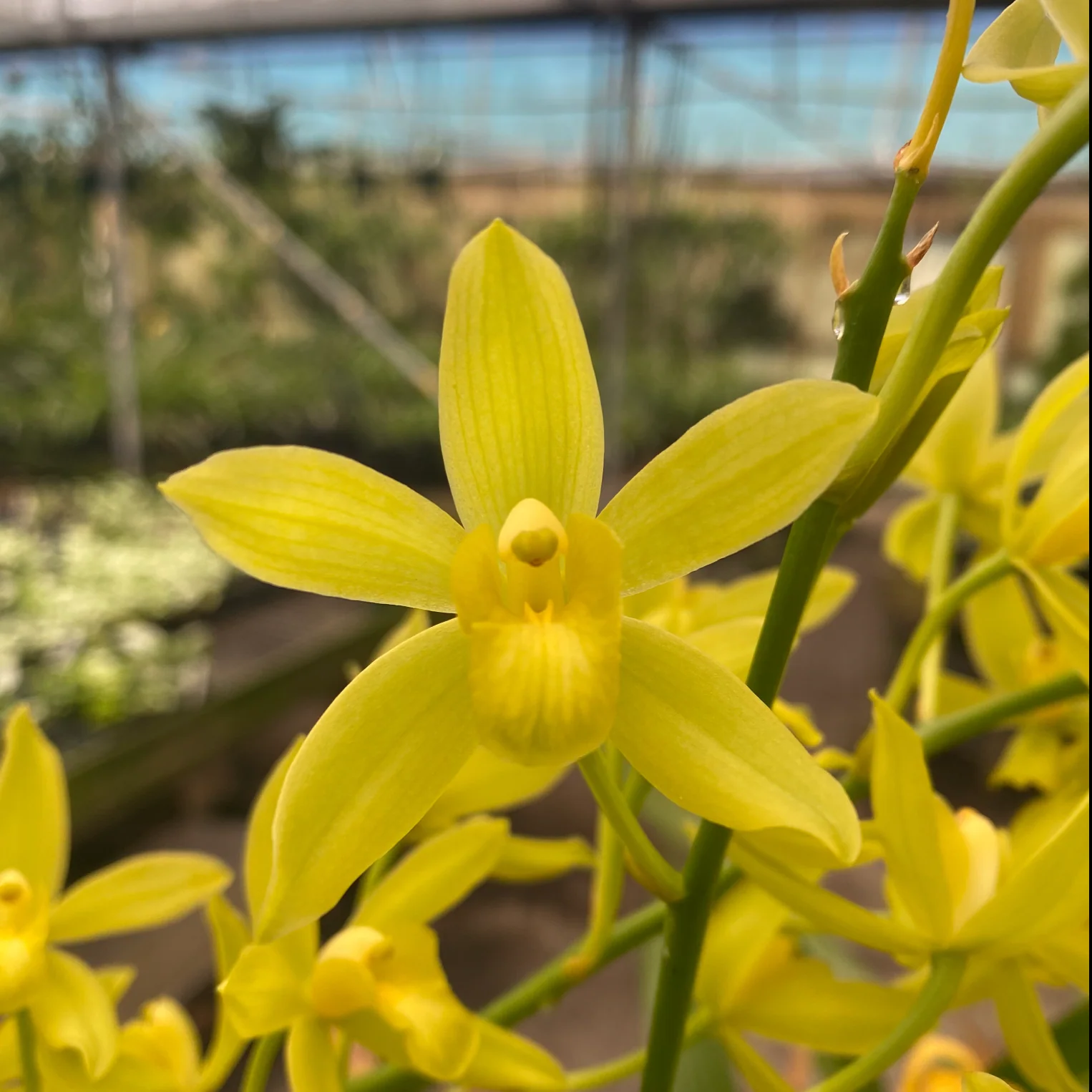 Grammatocymbidium Lovely Melody 'Sweet' - Image 3