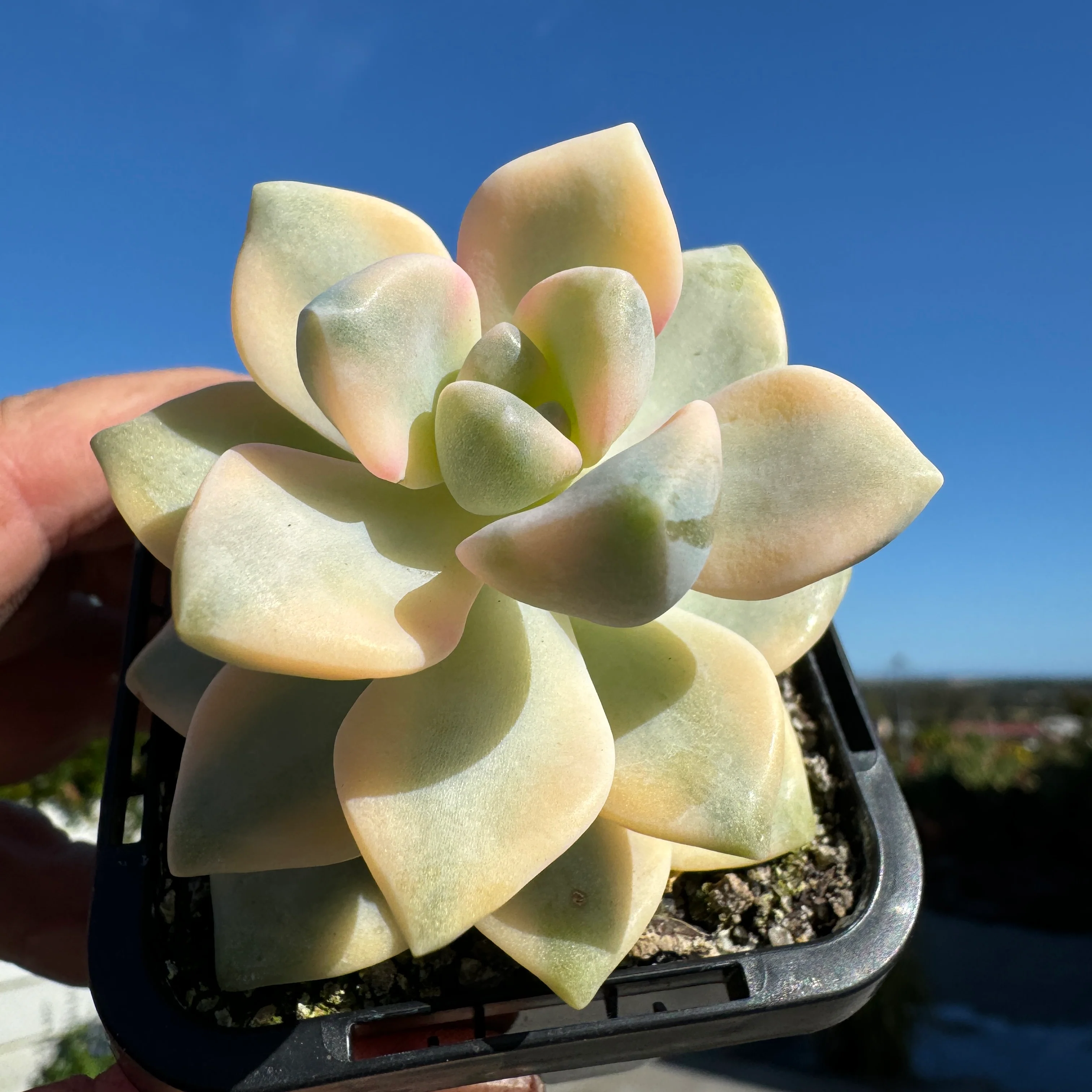 Graptopetalum paraguayense ssp. bernalense Variegata - Image 2