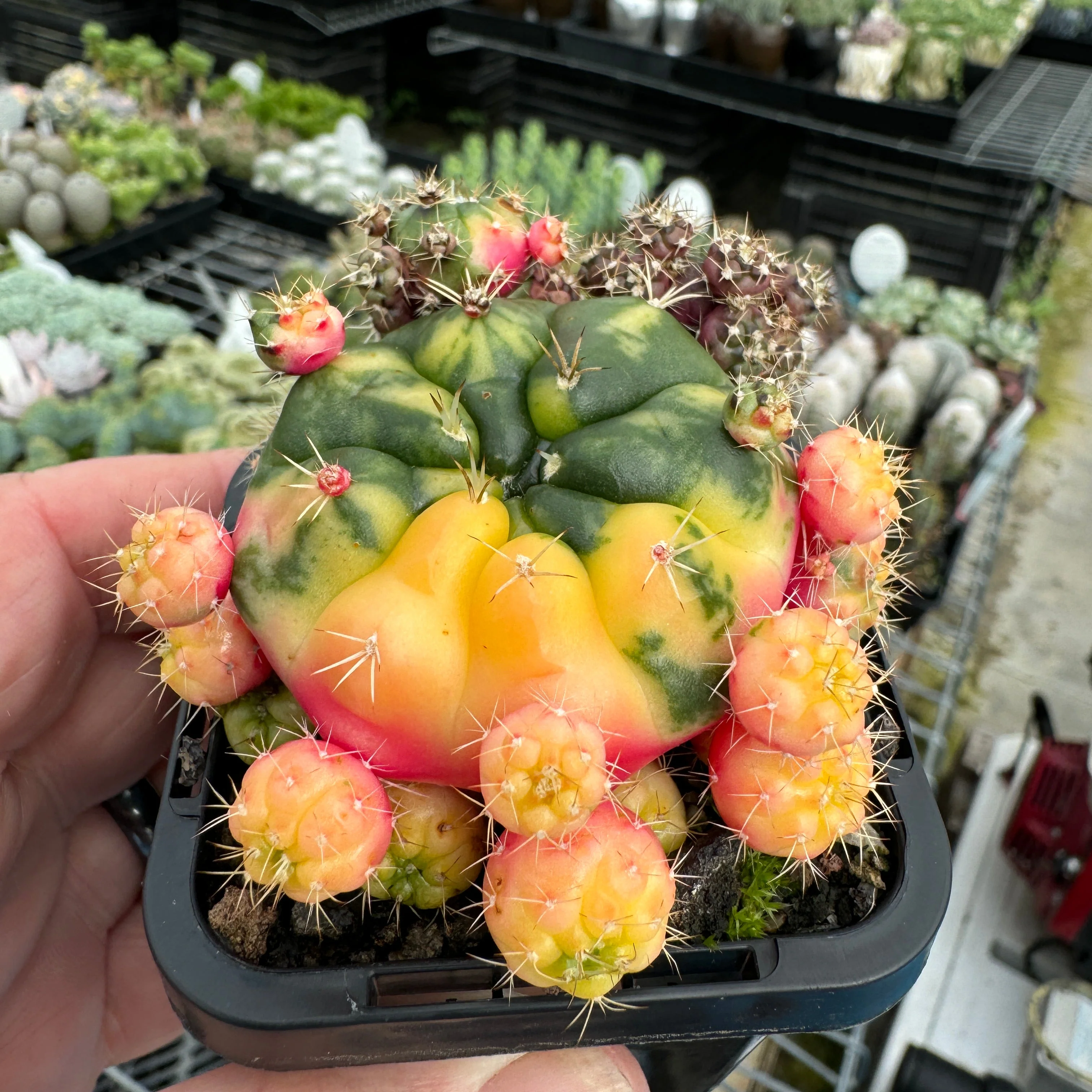 Gymnocalycium anisitsii (Syn. damsii) variegata - Image 3