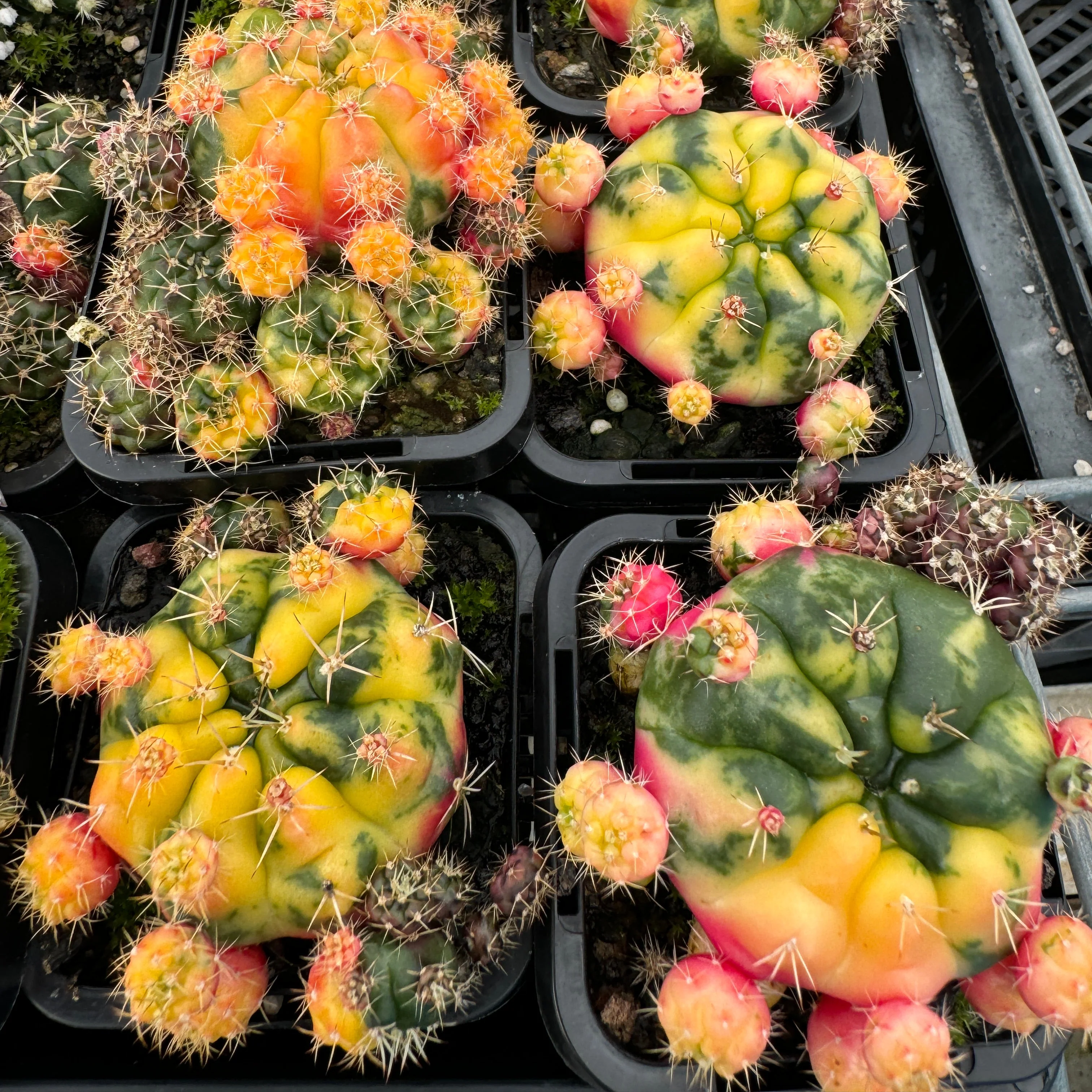 Gymnocalycium anisitsii (Syn. damsii) variegata - Image 4