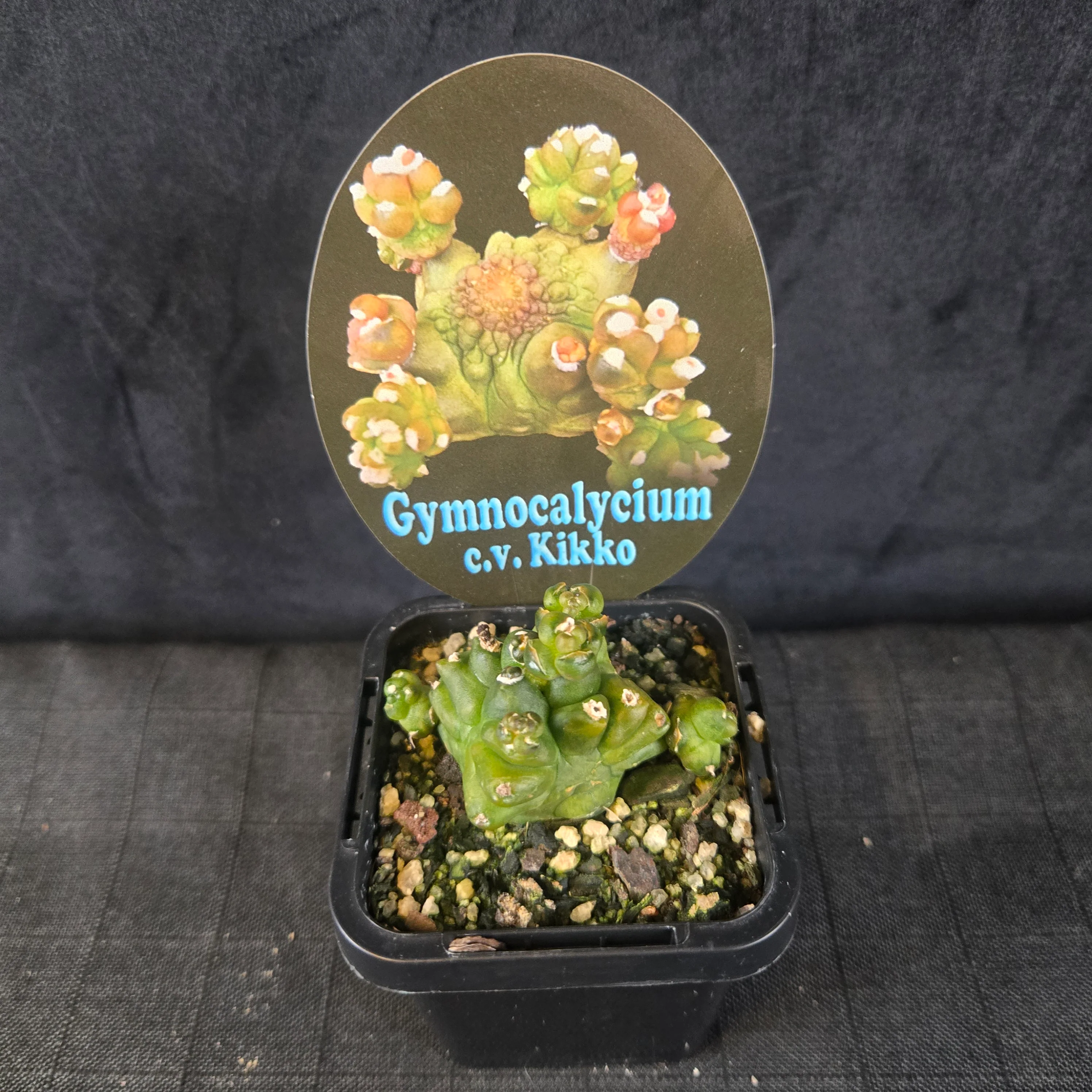 Gymnocalycium mihanovichii forma Kikko - Image 2