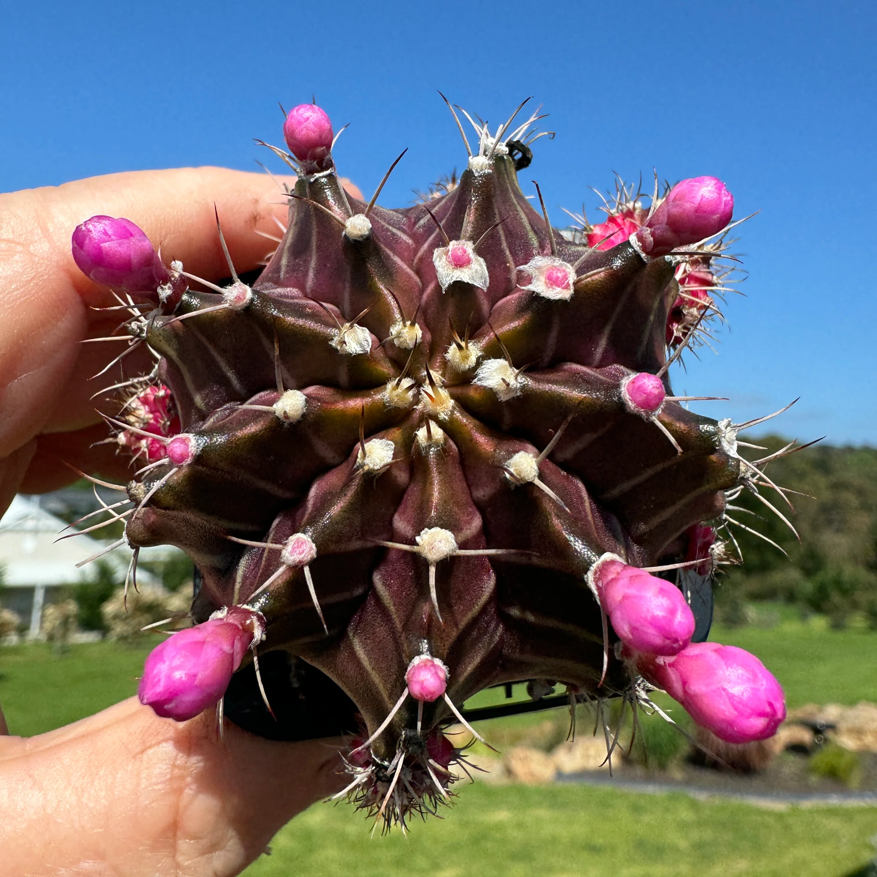 Gymnocalycium mihanovichii forma Pink and Black – Moon Cactus - Image 2