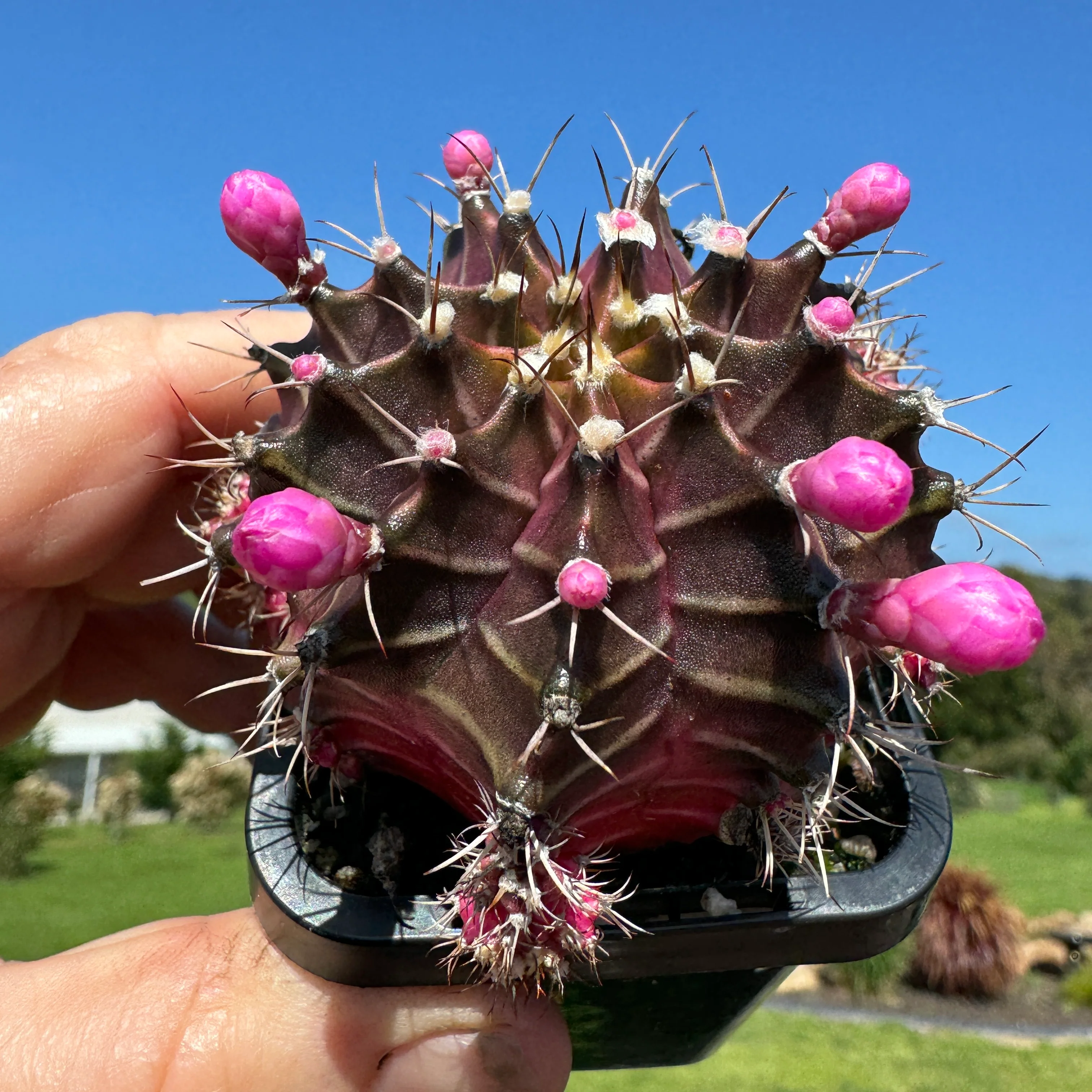 Gymnocalycium mihanovichii forma Pink and Black – Moon Cactus - Image 3