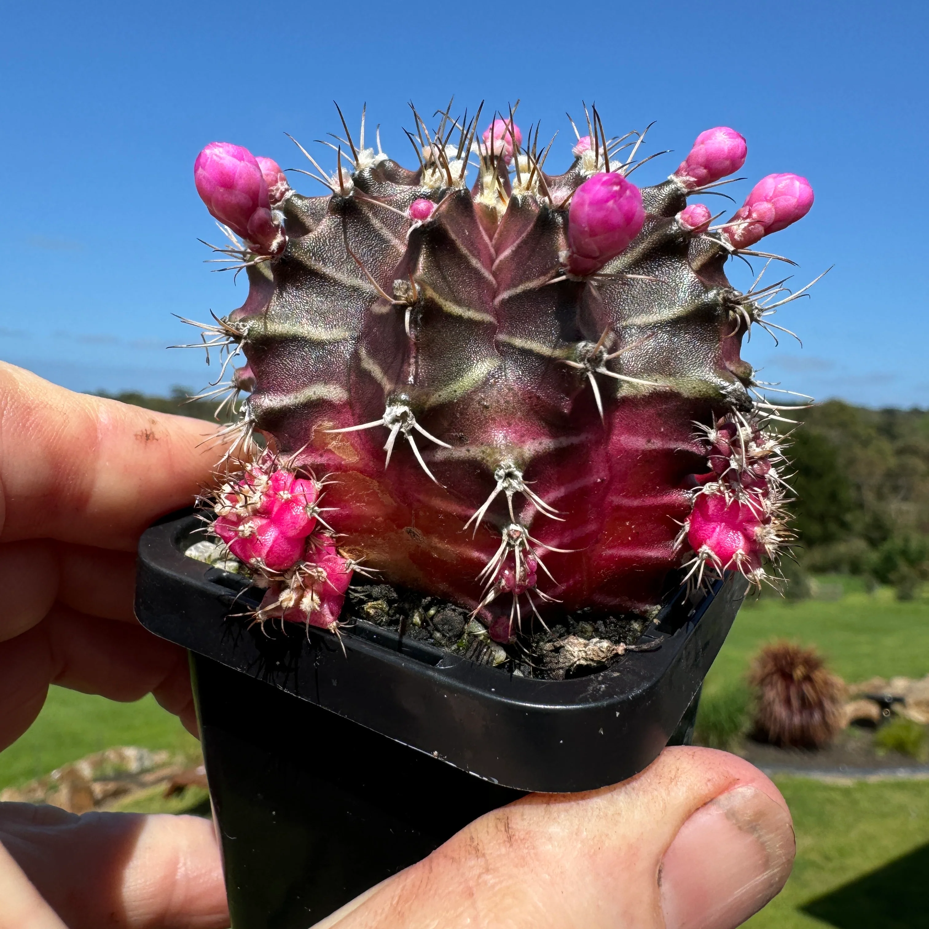 Gymnocalycium mihanovichii forma Pink and Black – Moon Cactus - Image 4