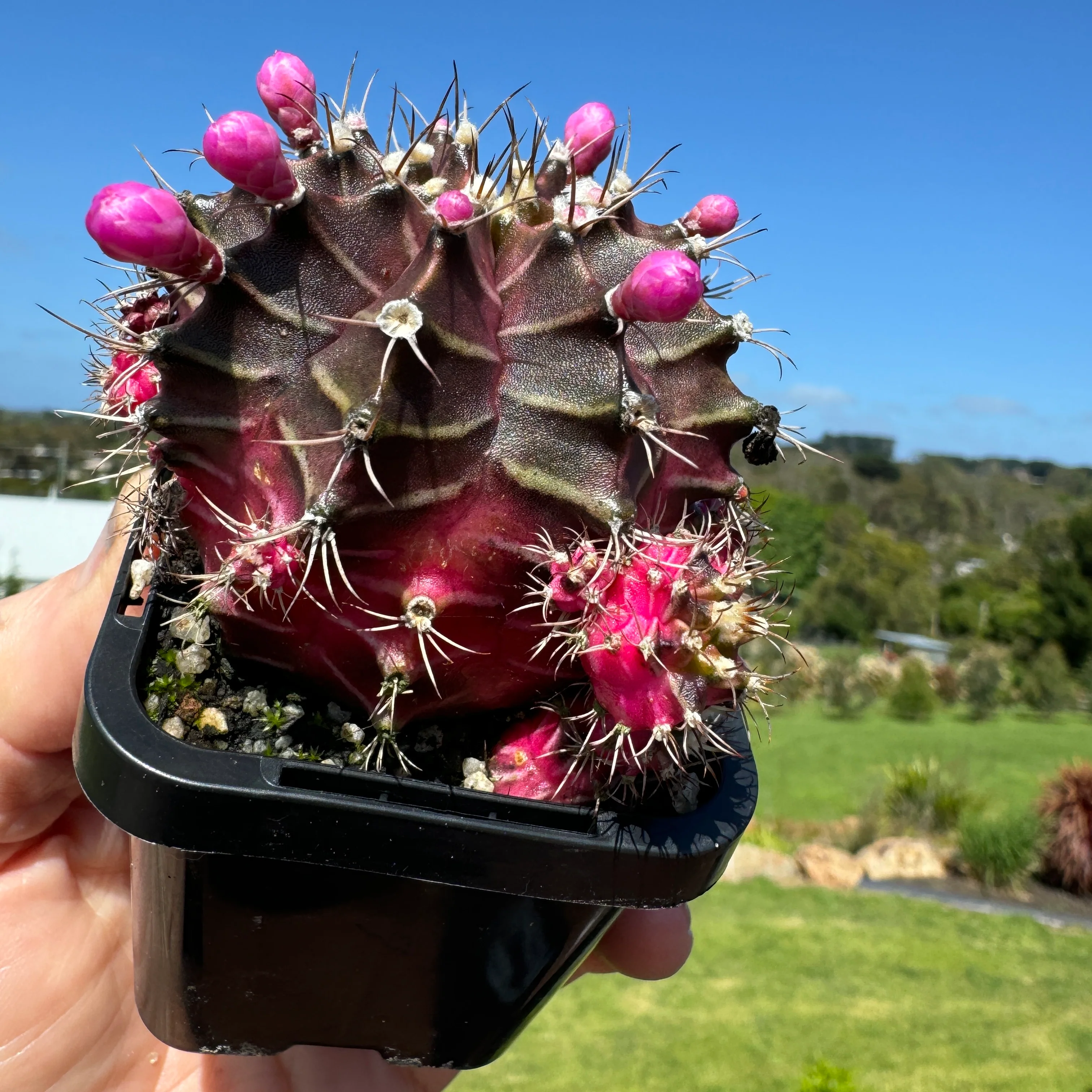 Gymnocalycium mihanovichii forma Pink and Black – Moon Cactus - Image 5