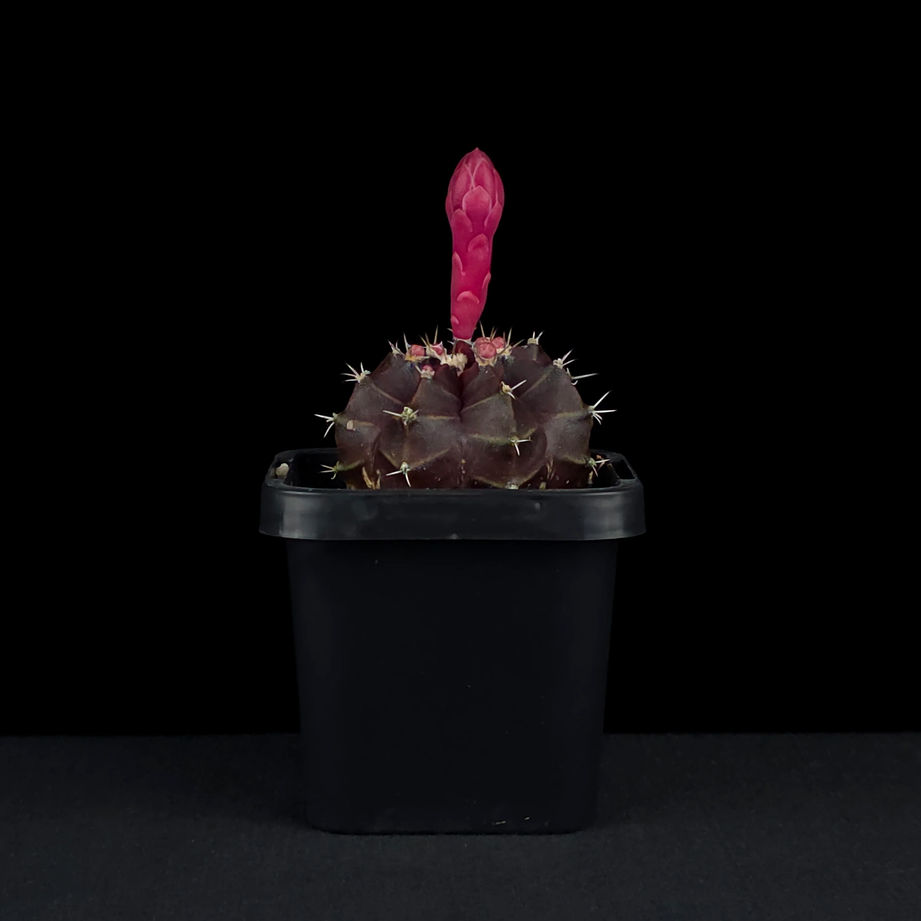Gymnocalycium mihanovichii forma rubra - Red Moon Cactus - Image 2