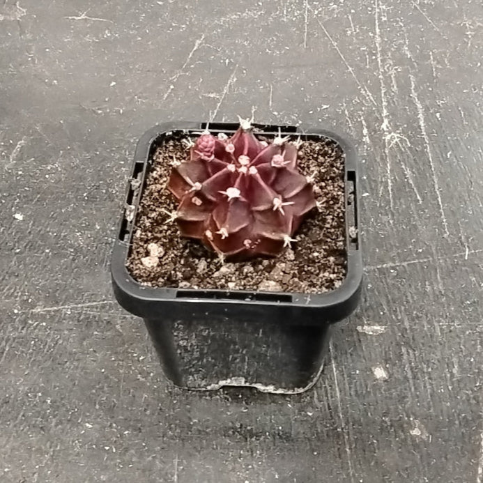 Gymnocalycium mihanovichii forma rubra - Red Moon Cactus - Image 6