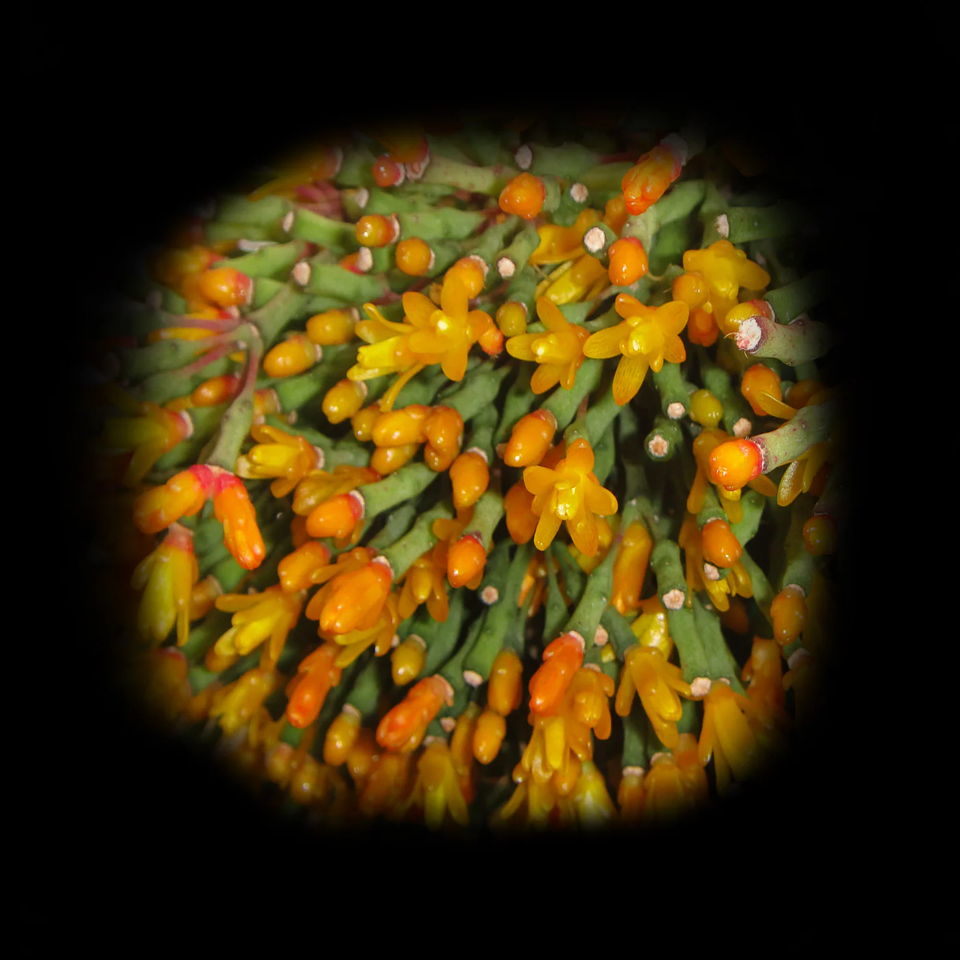 Hatiora salicornioides