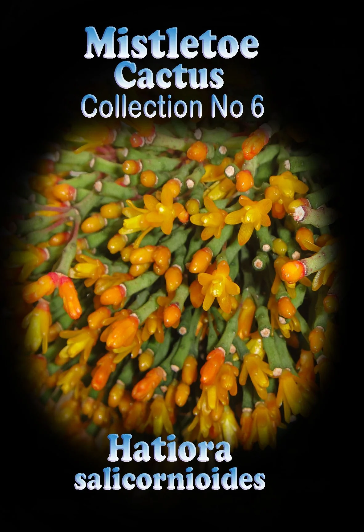 Hatiora salicornioides - Image 2