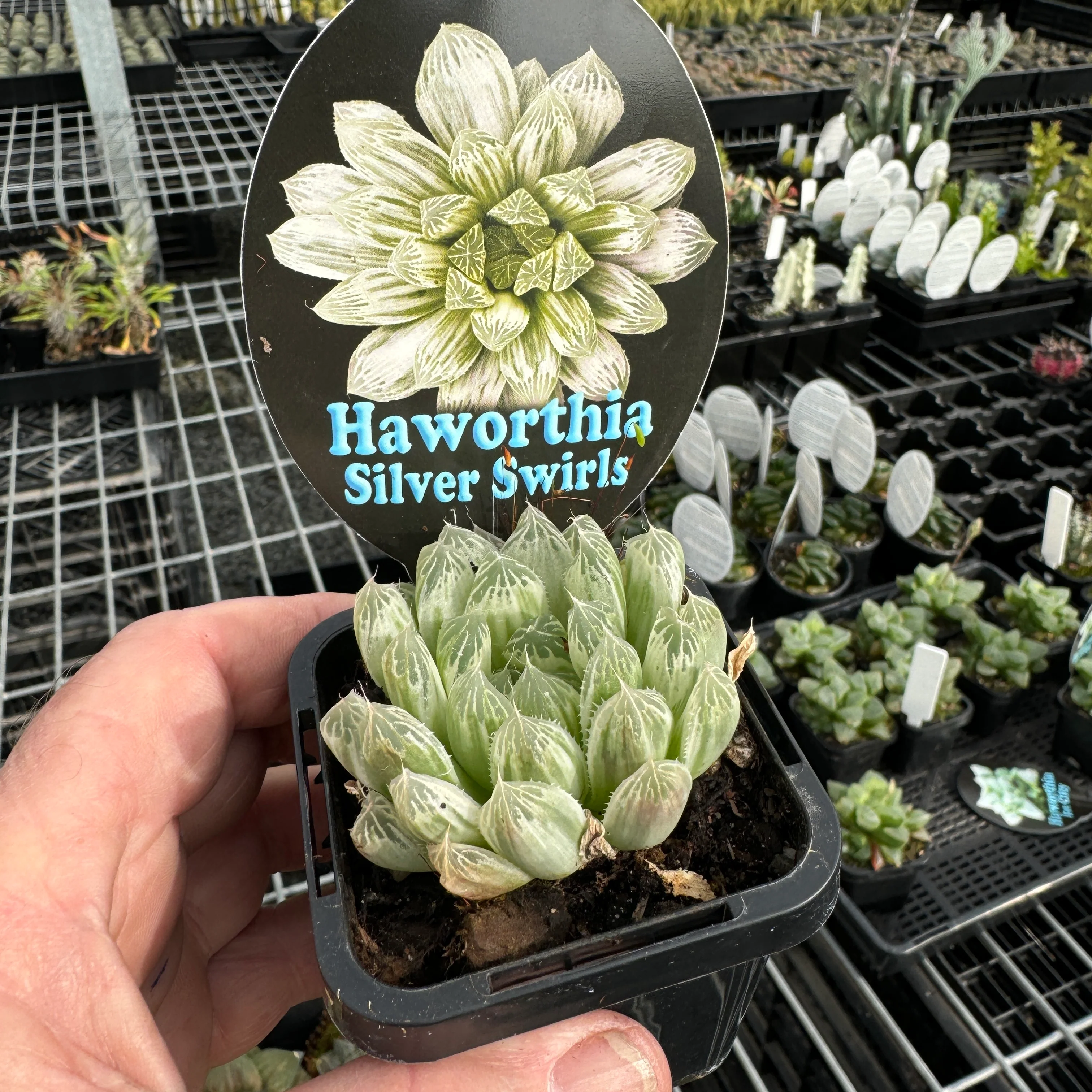 Haworthia cooperi 'Silver Swirls' - Image 3