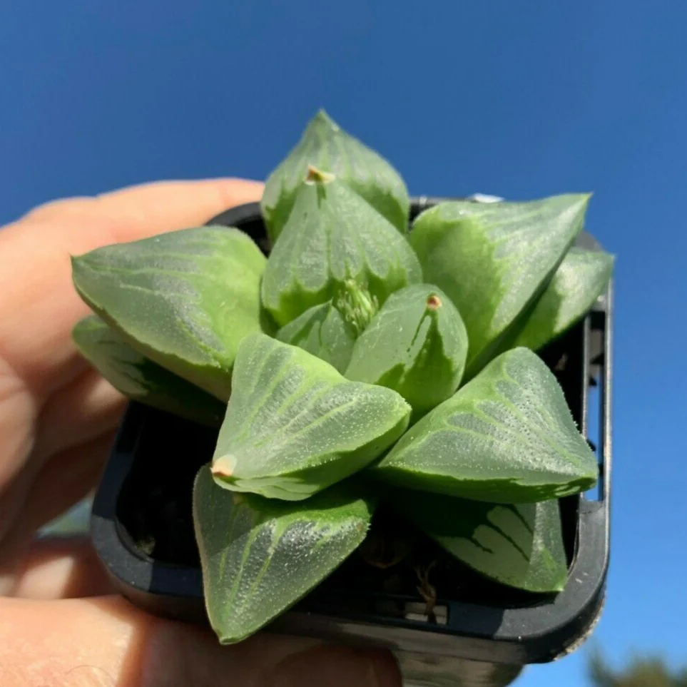 Haworthia 'Ice City' - Image 3