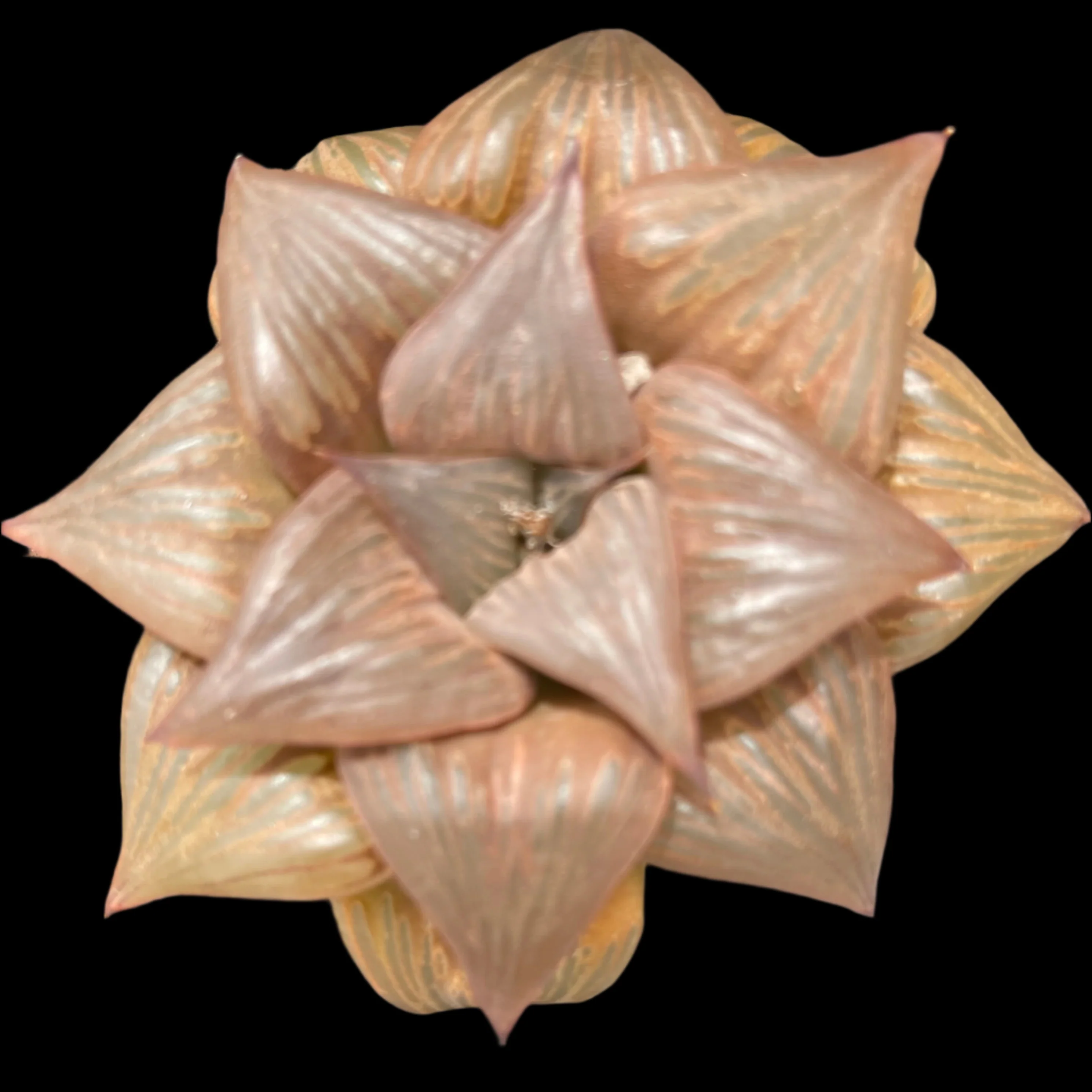 Haworthia 'Leiyingshou'