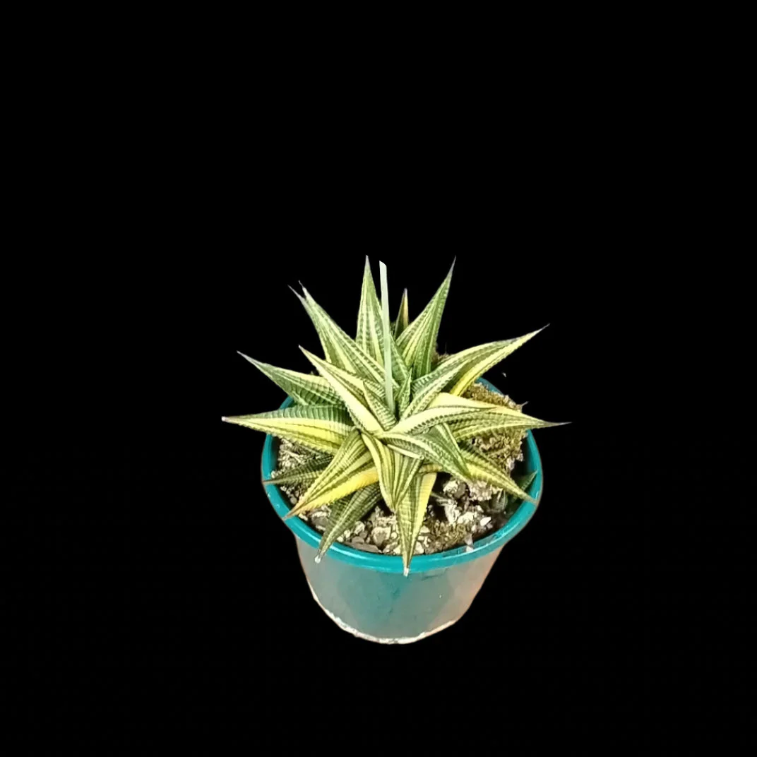 Haworthia limifolia variegata - Image 3