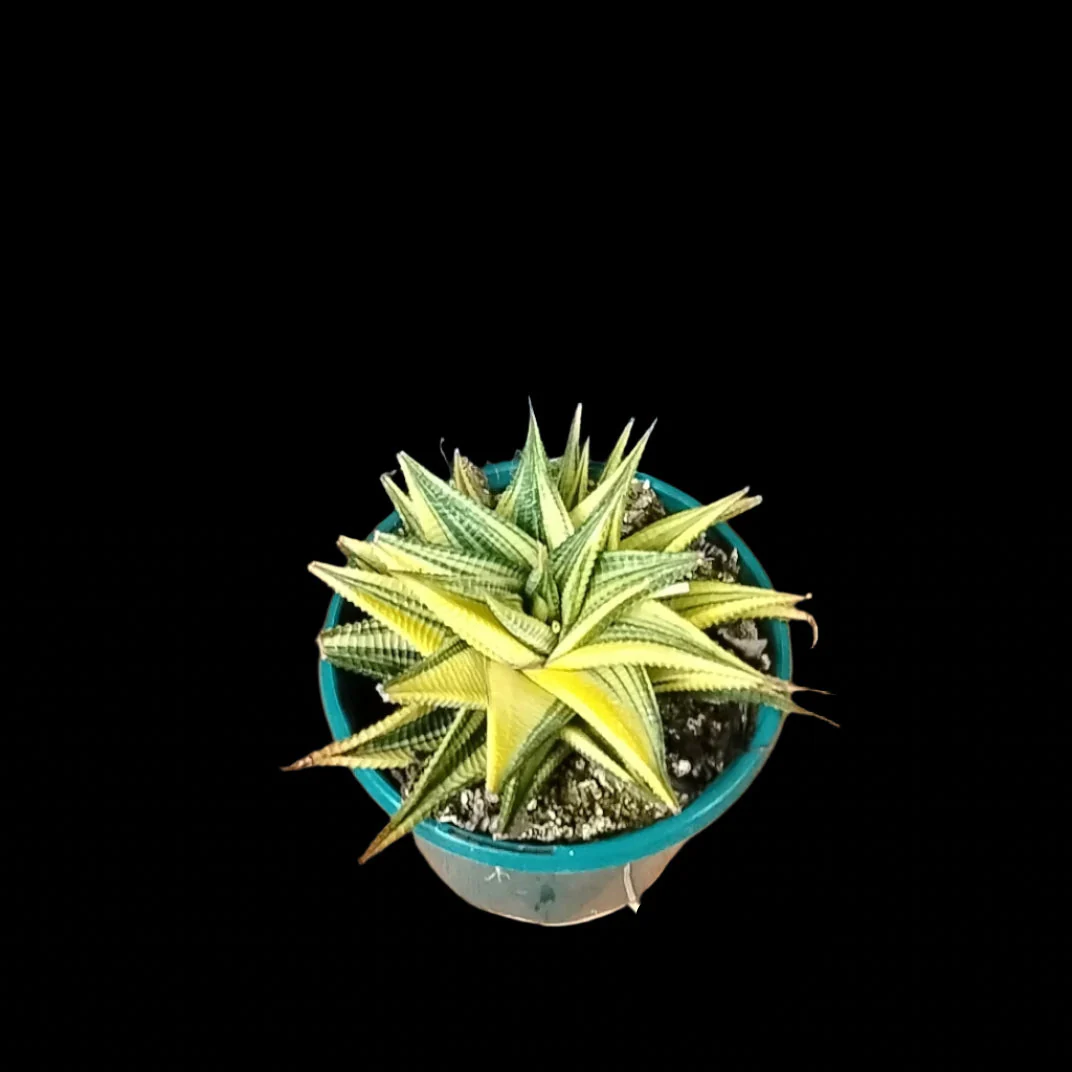 Haworthia limifolia variegata - Image 4