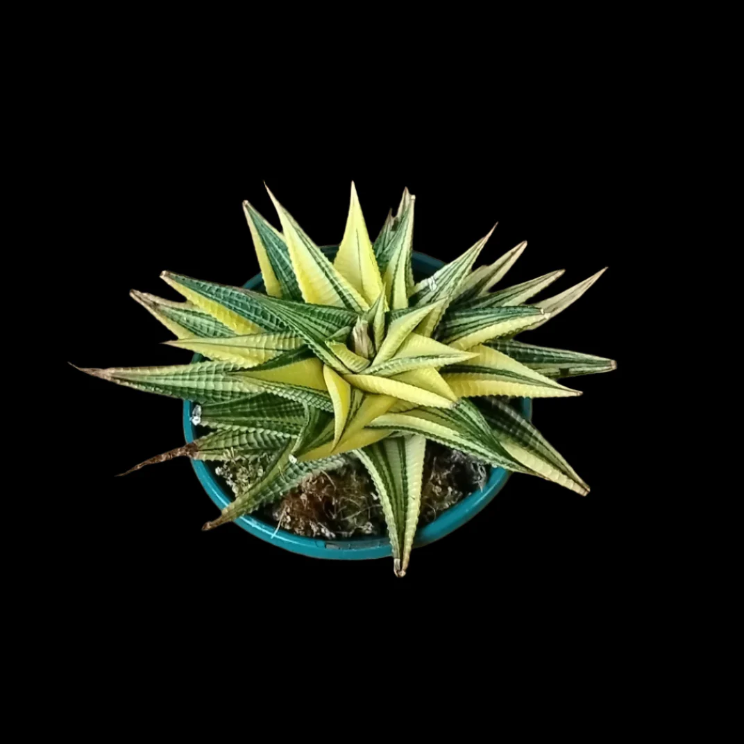 Haworthia limifolia variegata - Image 5