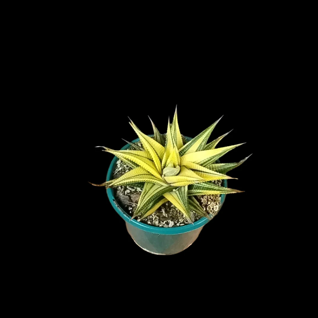 Haworthia limifolia variegata - Image 6