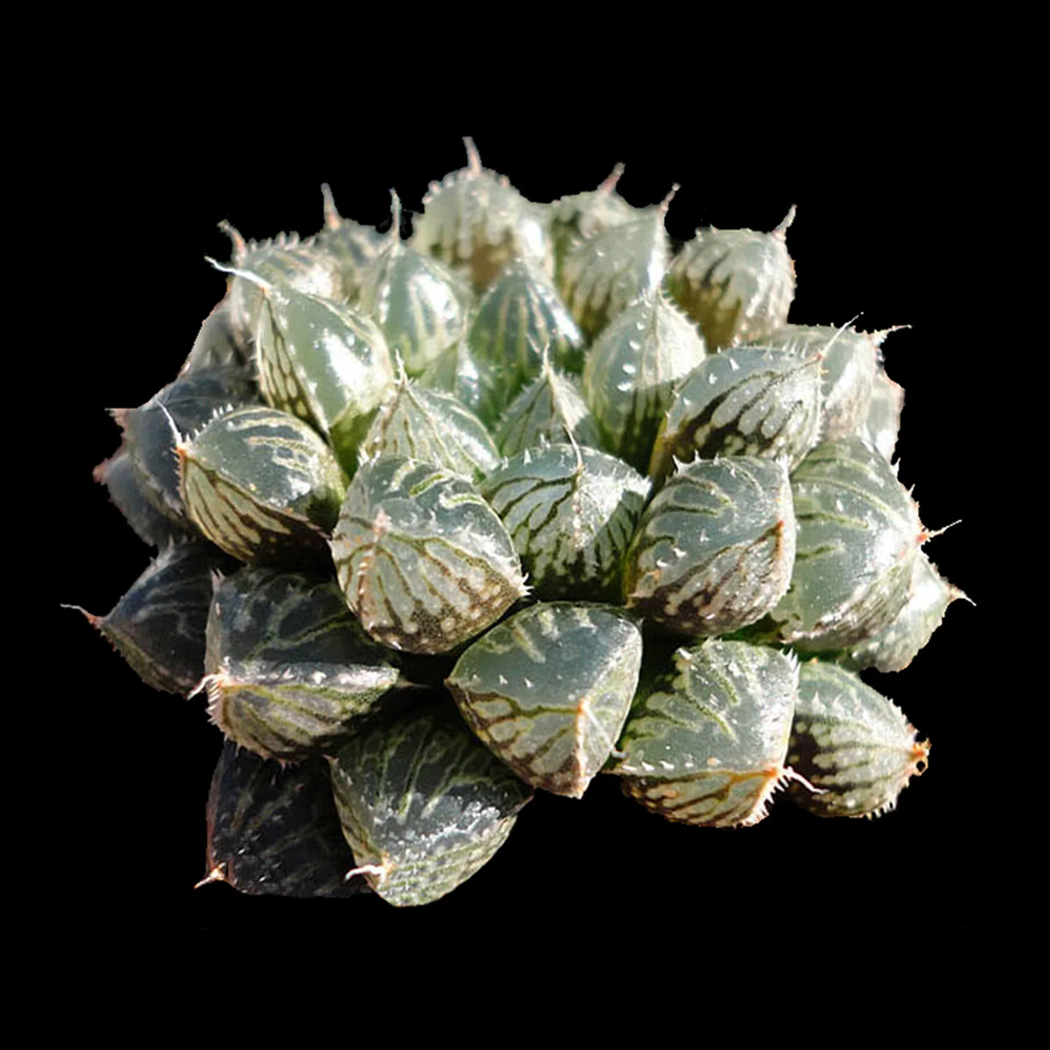 Haworthia 'Mirror Ball'