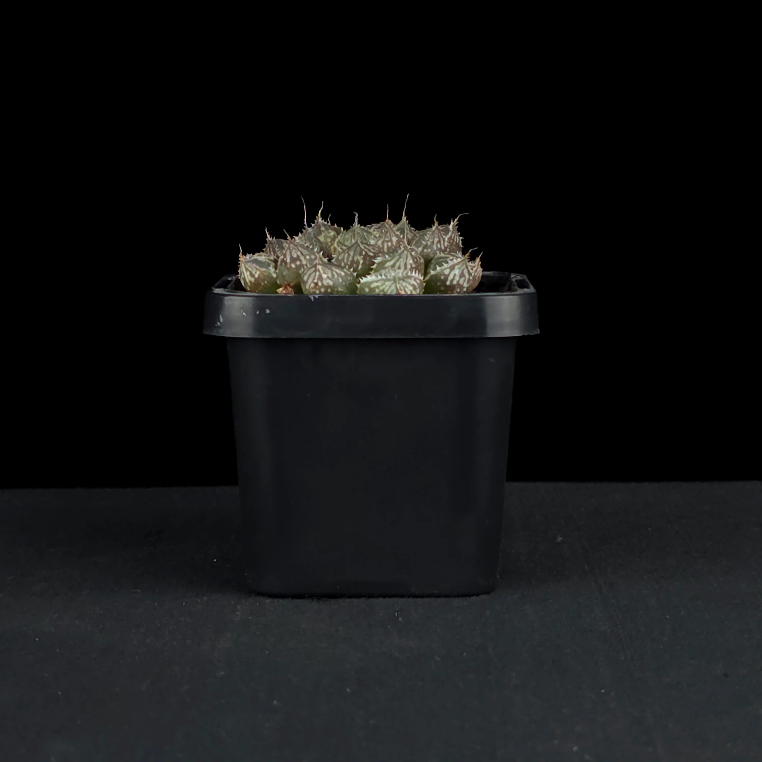 Haworthia 'Mirror Ball' - Image 2