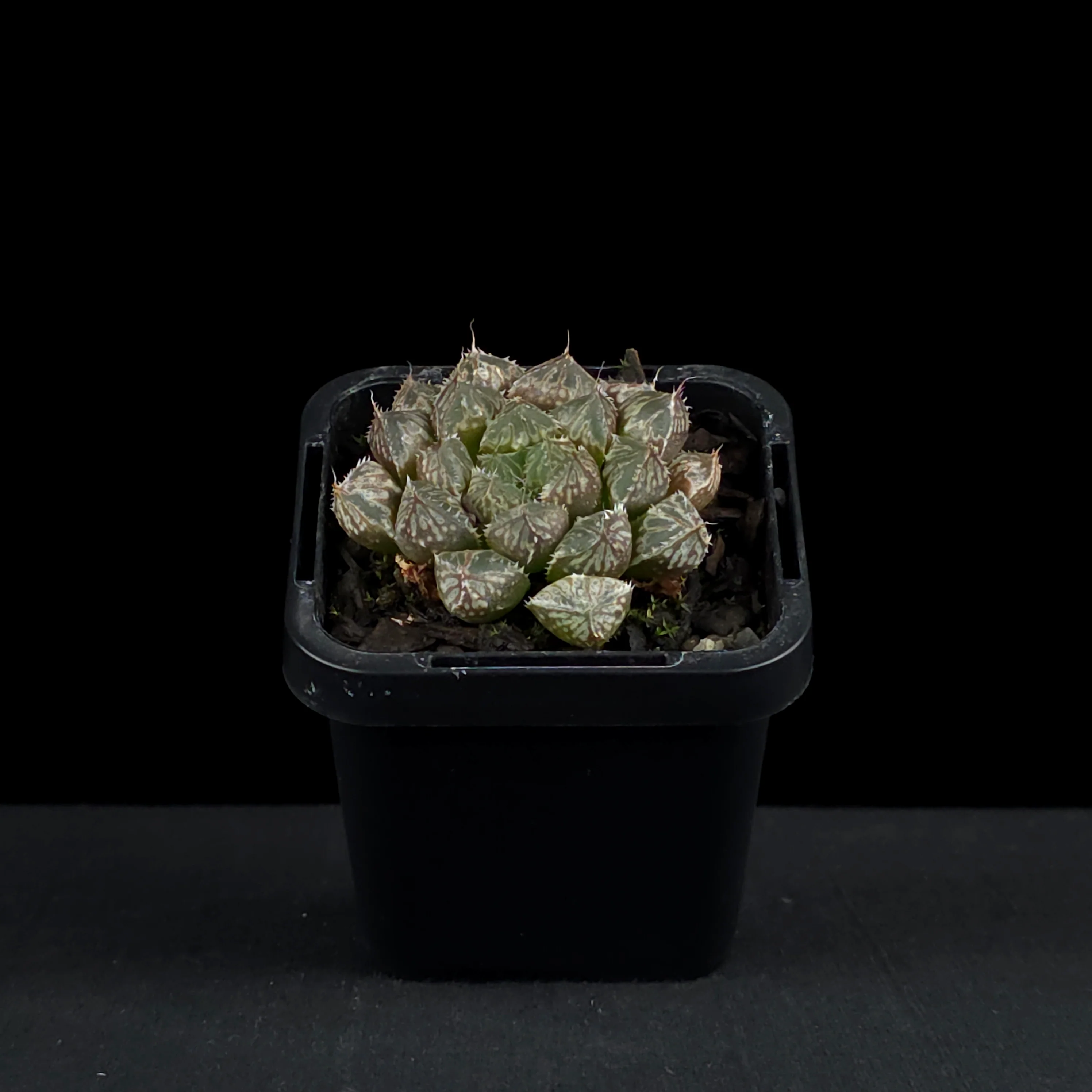 Haworthia 'Mirror Ball' - Image 3