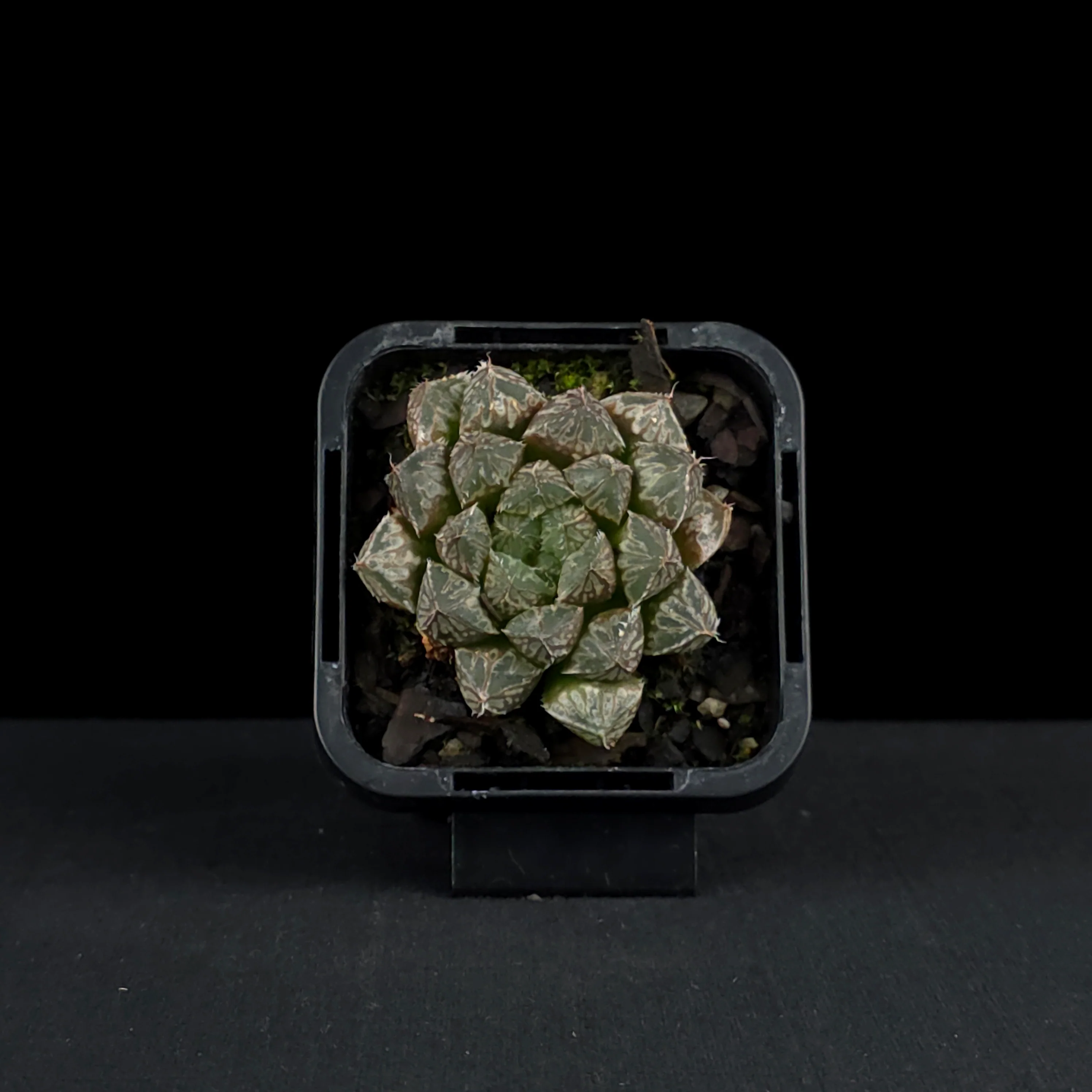 Haworthia 'Mirror Ball' - Image 4