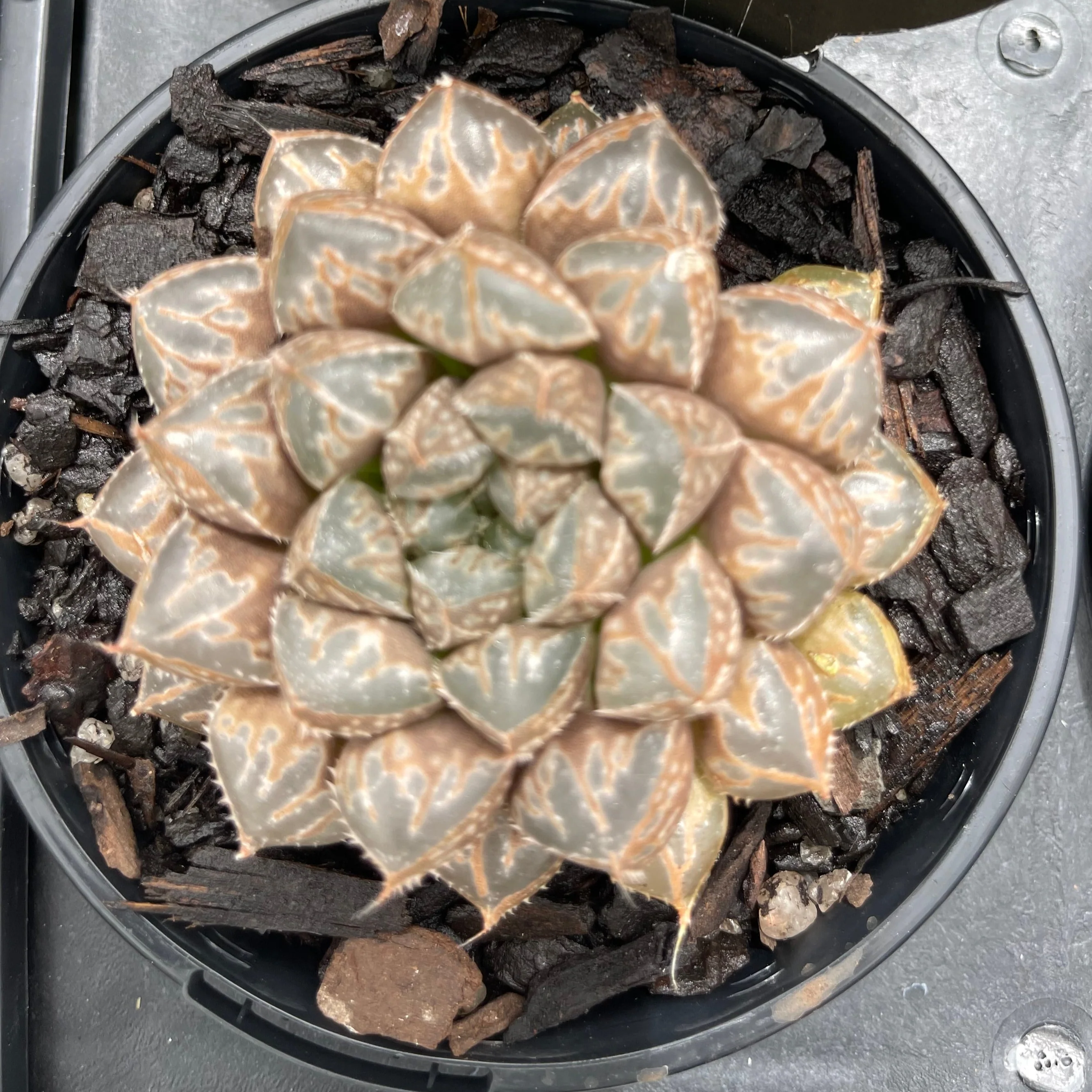 Haworthia 'Mirror Ball' - Image 5