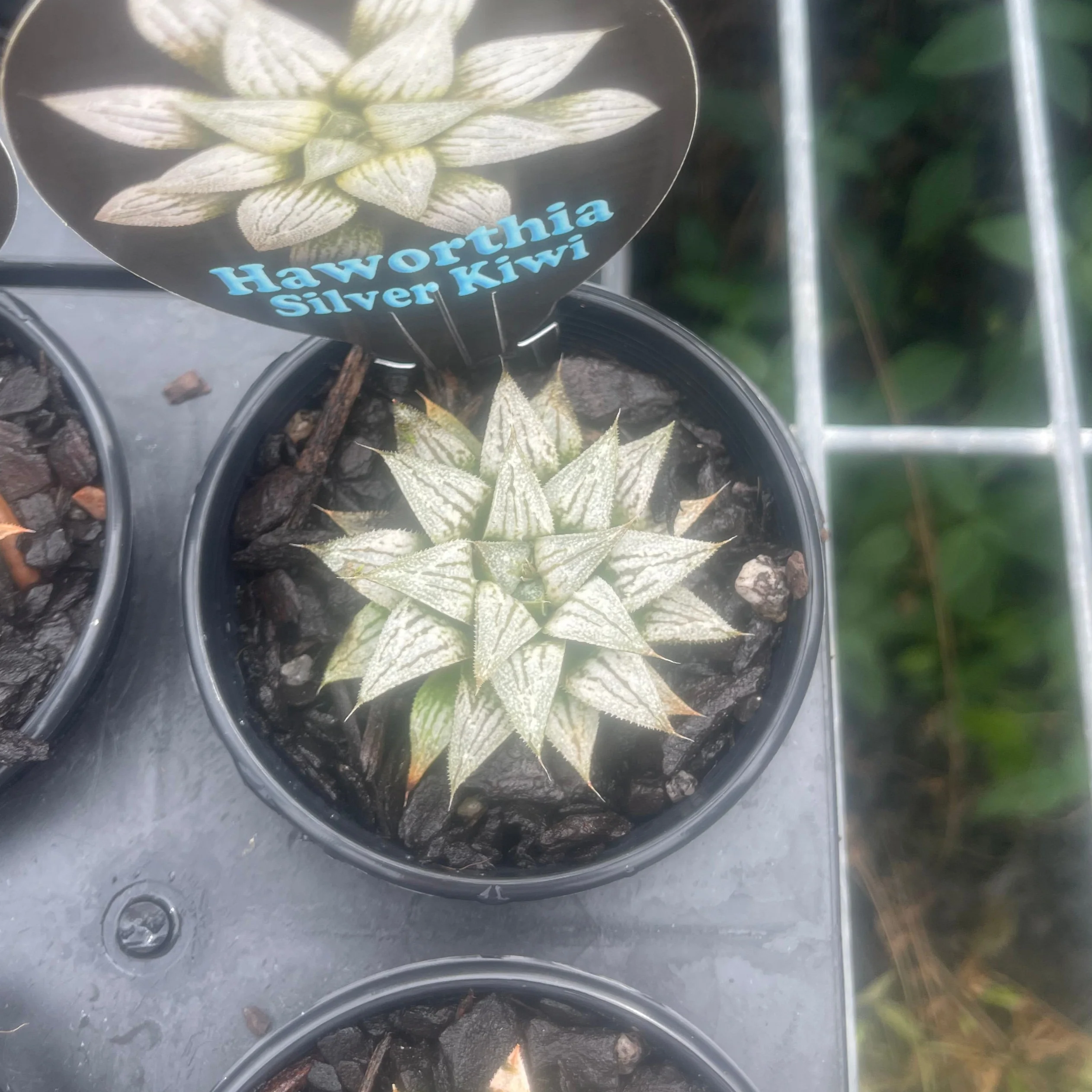 Haworthia 'Silver Kiwi' - Image 3