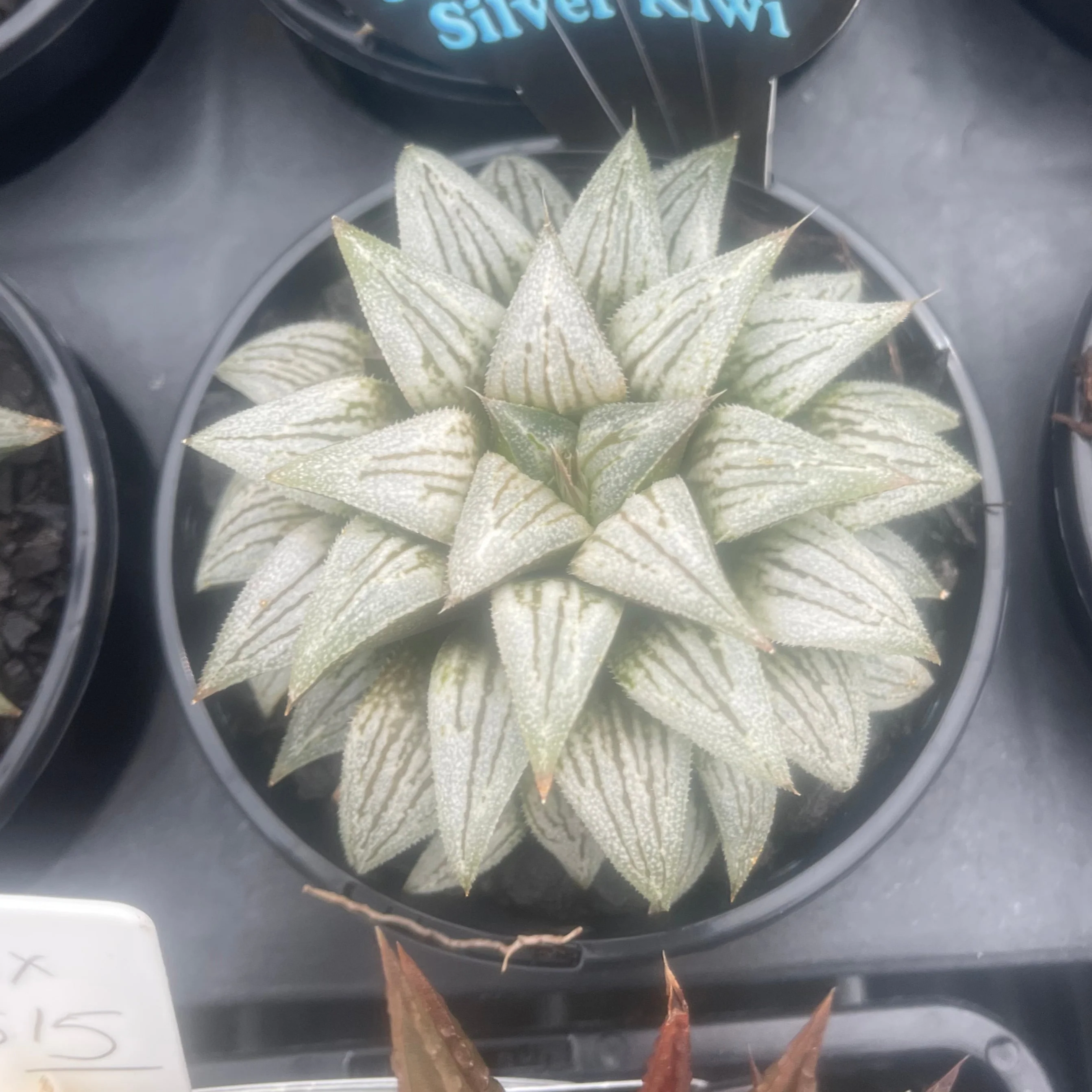 Haworthia 'Silver Kiwi' - Image 4