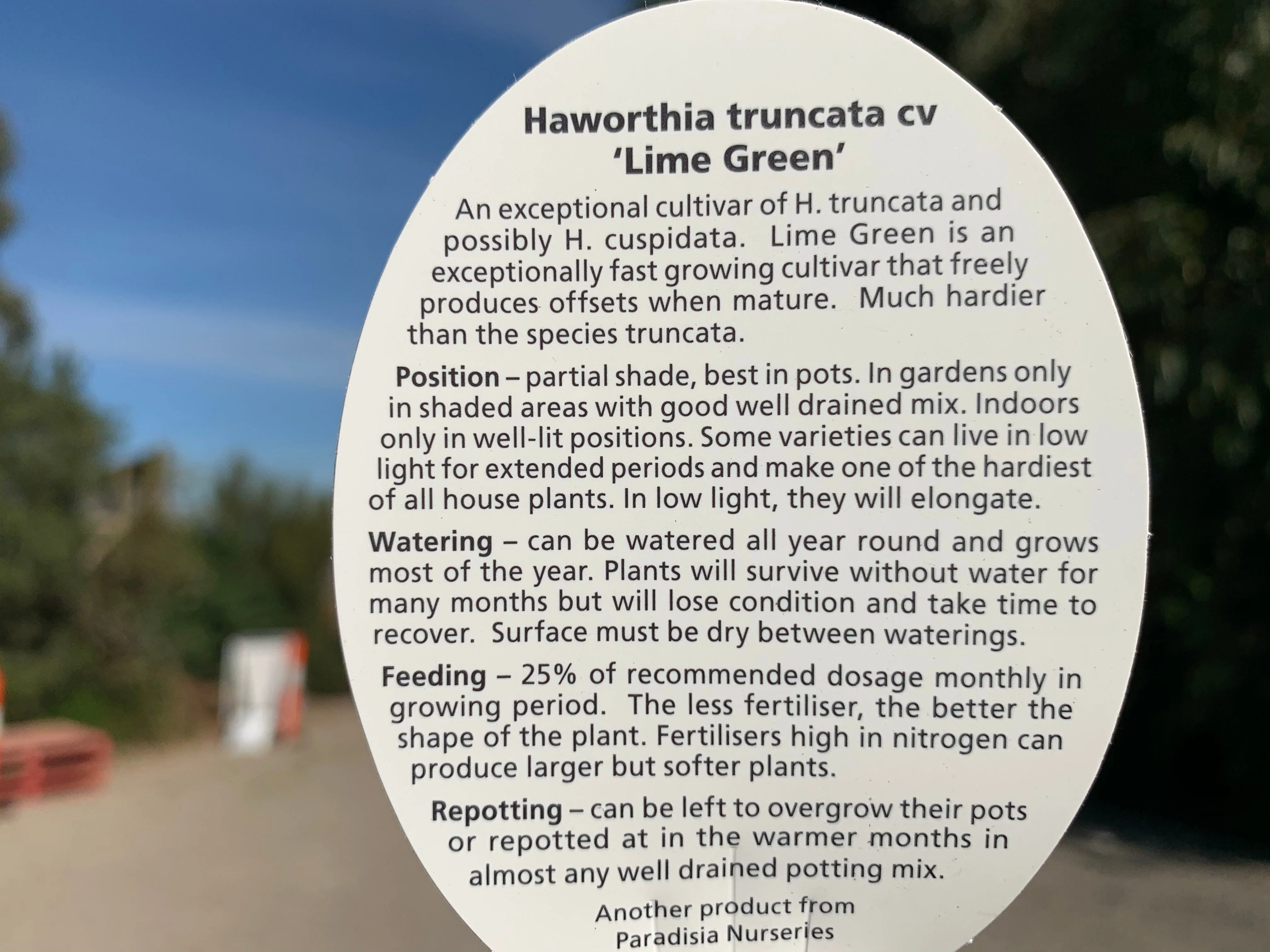 Haworthia truncata 'Lime Green' - Image 10