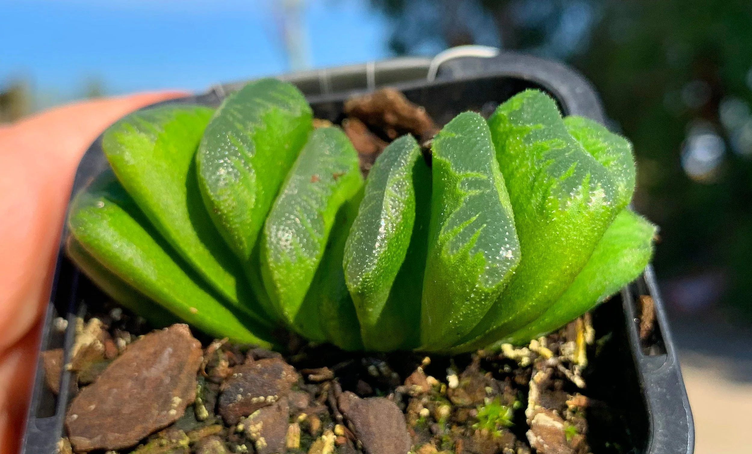 Haworthia truncata 'Lime Green' - Image 3