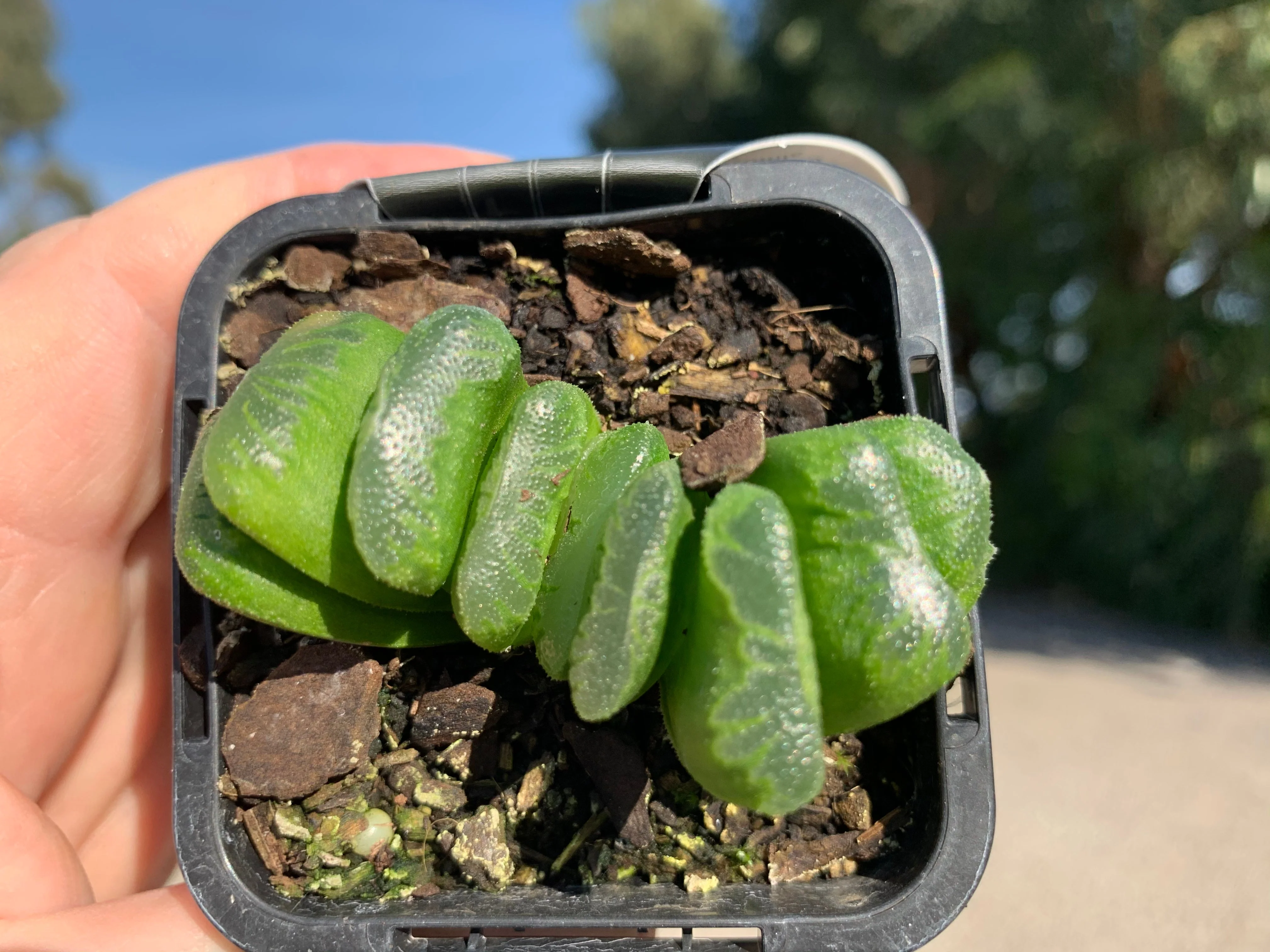 Haworthia truncata 'Lime Green' - Image 4