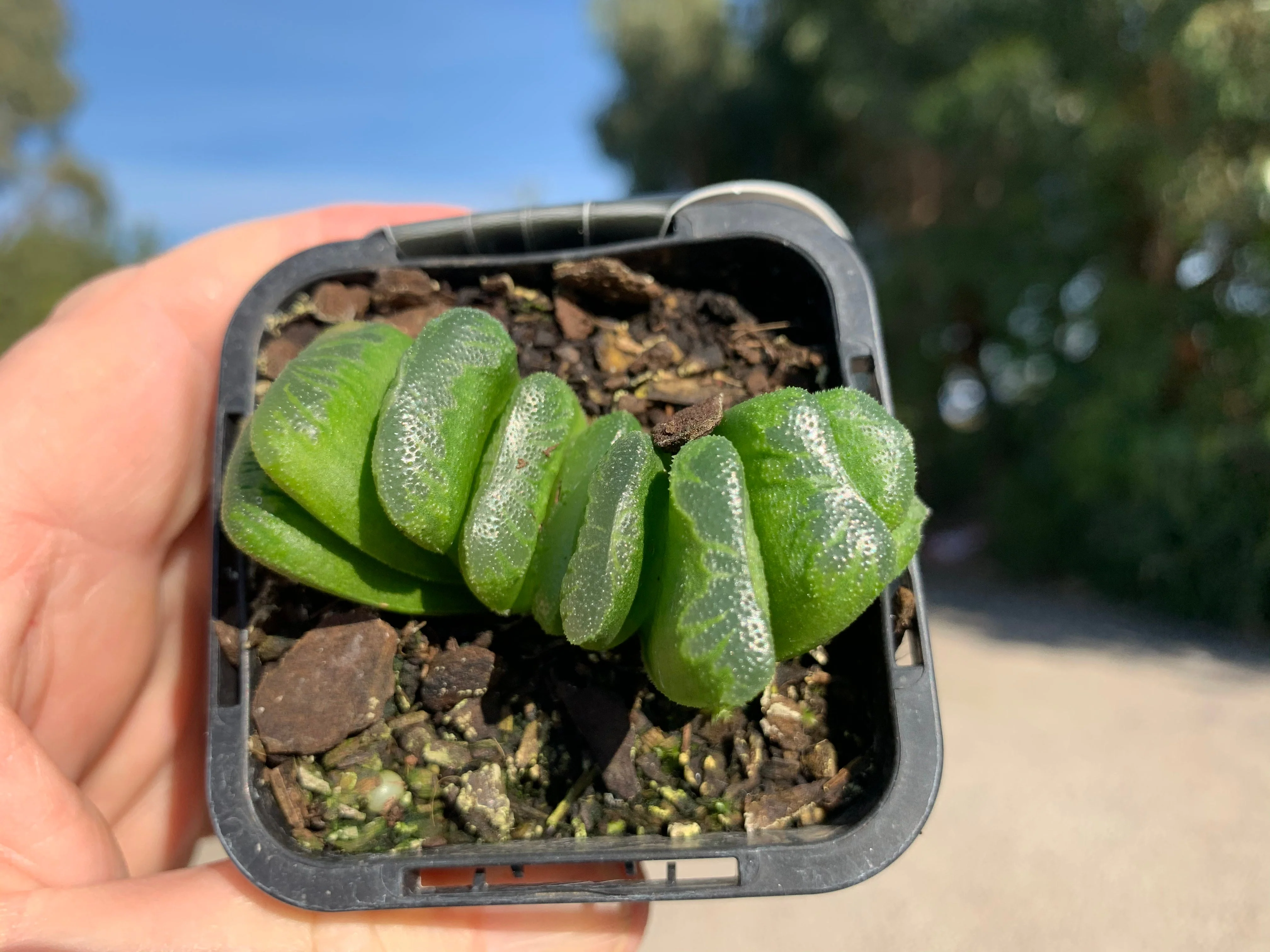Haworthia truncata 'Lime Green' - Image 5