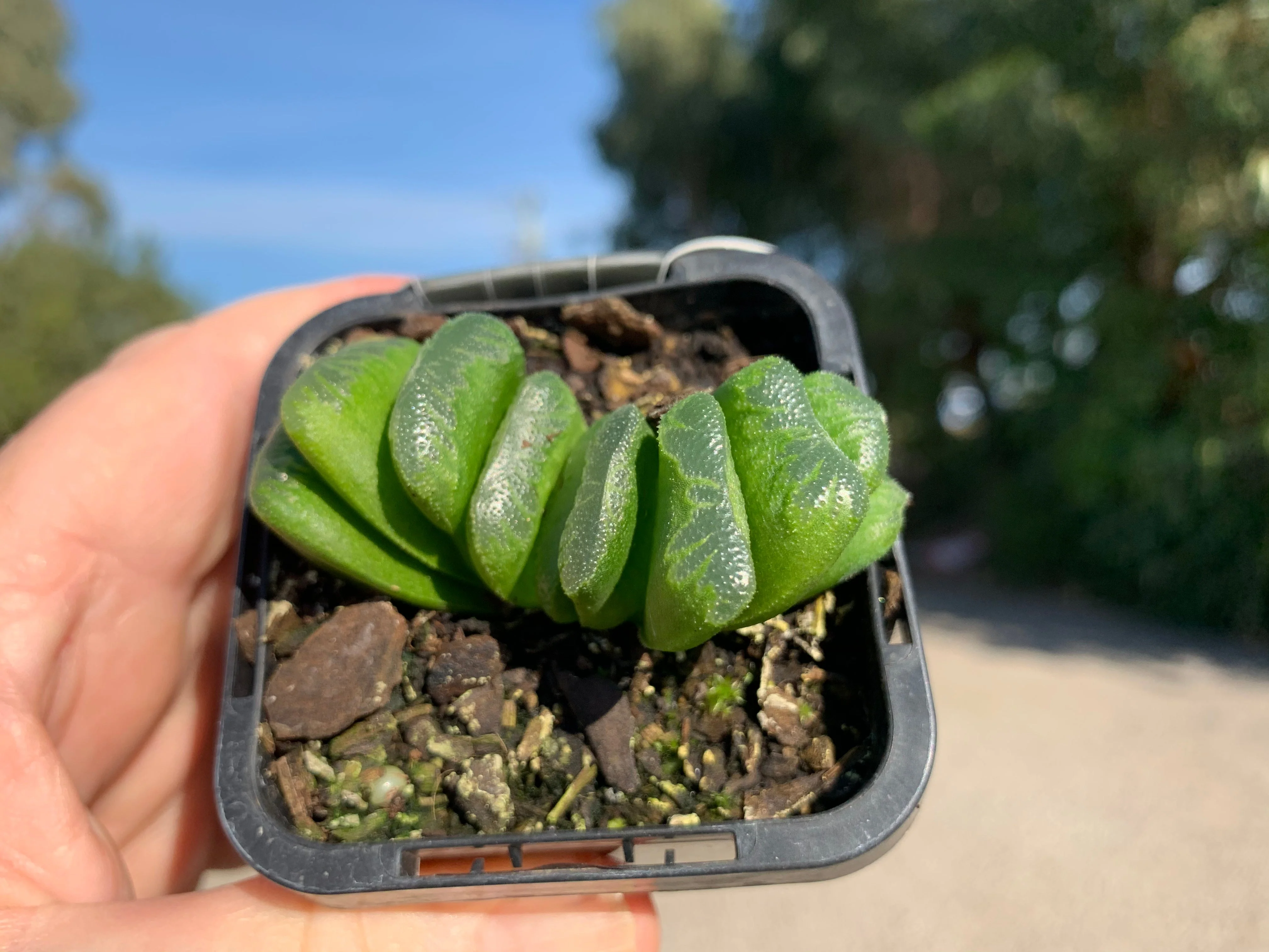 Haworthia truncata 'Lime Green' - Image 6