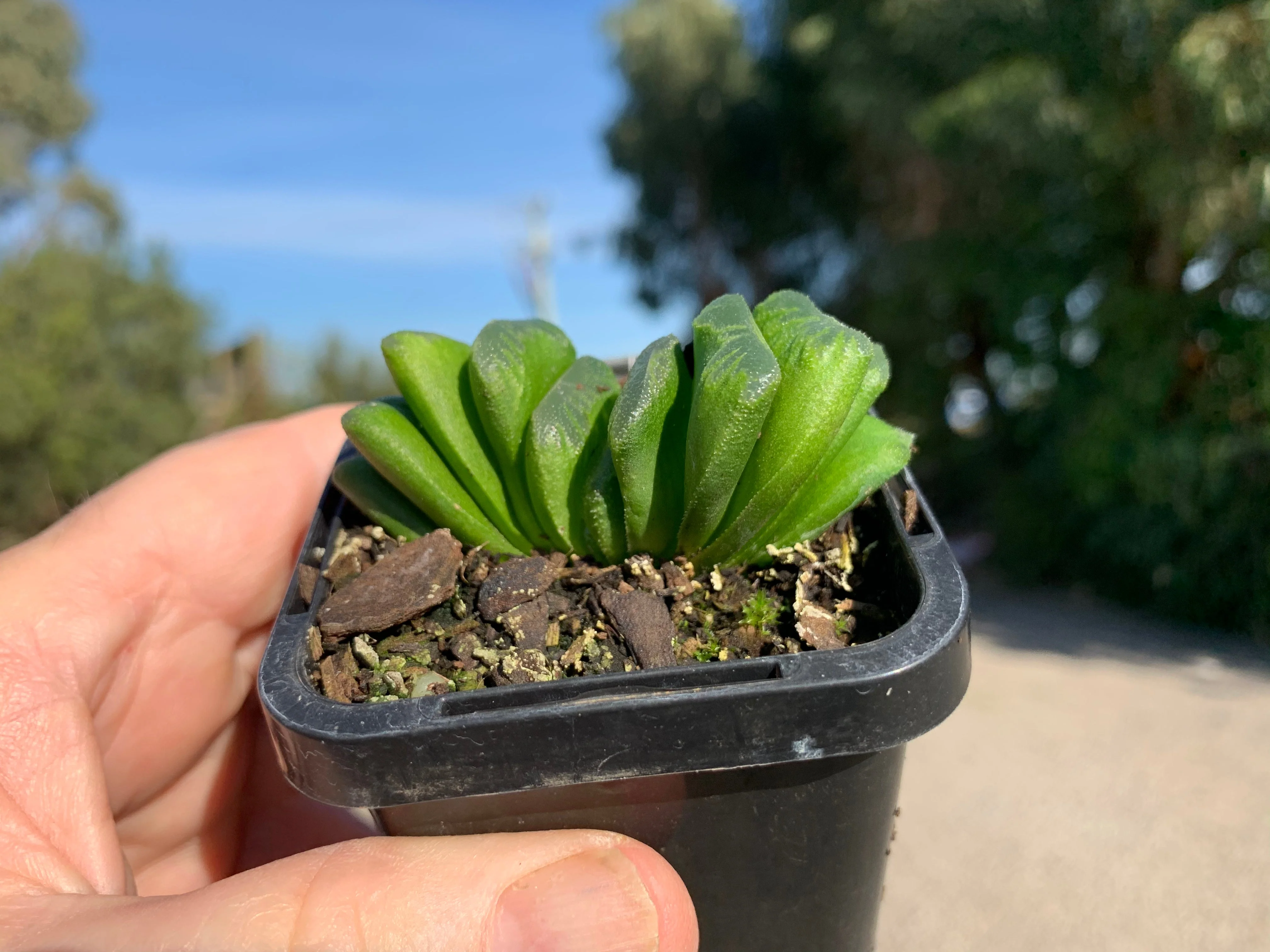 Haworthia truncata 'Lime Green' - Image 7