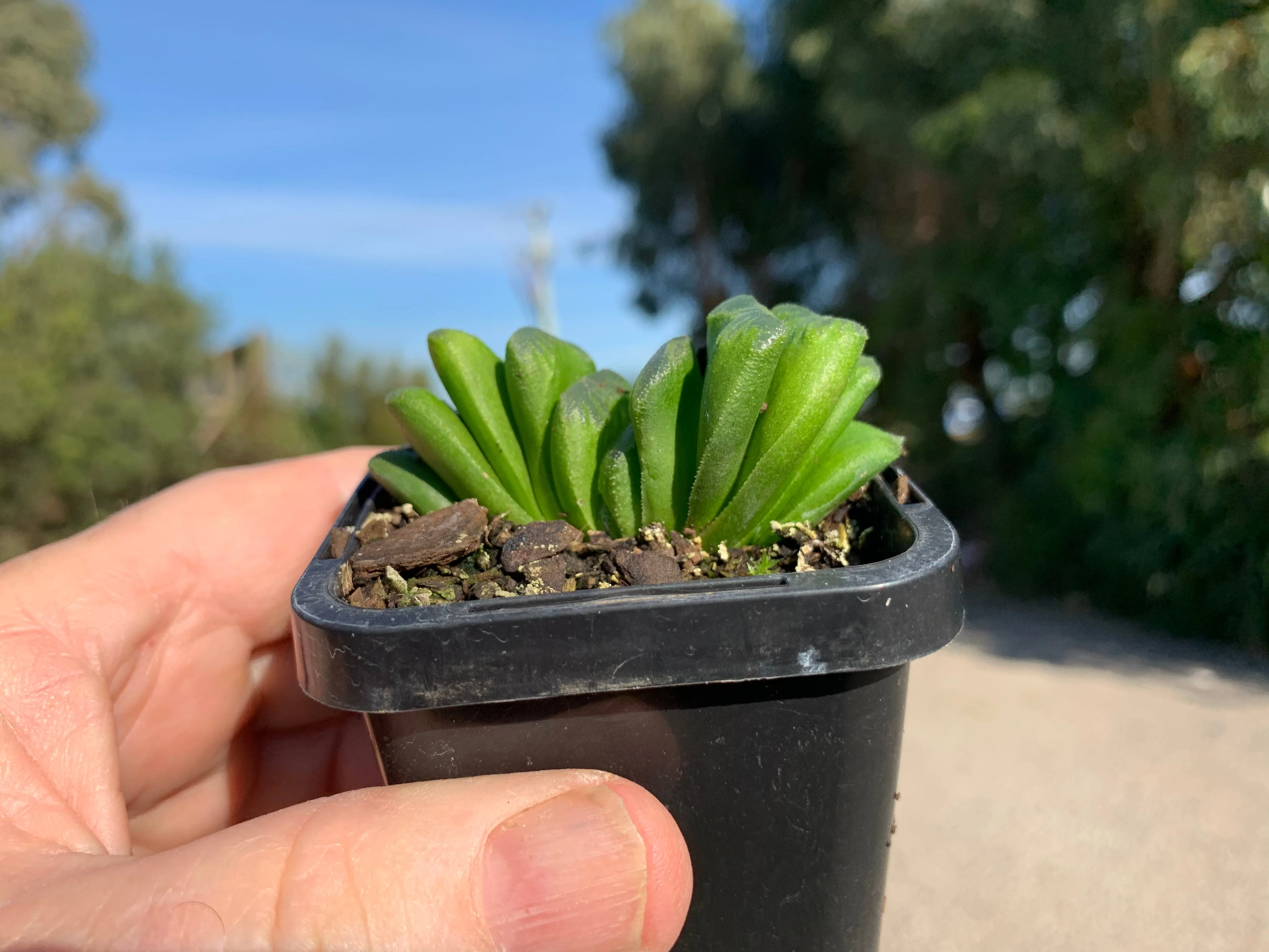 Haworthia truncata 'Lime Green' - Image 8