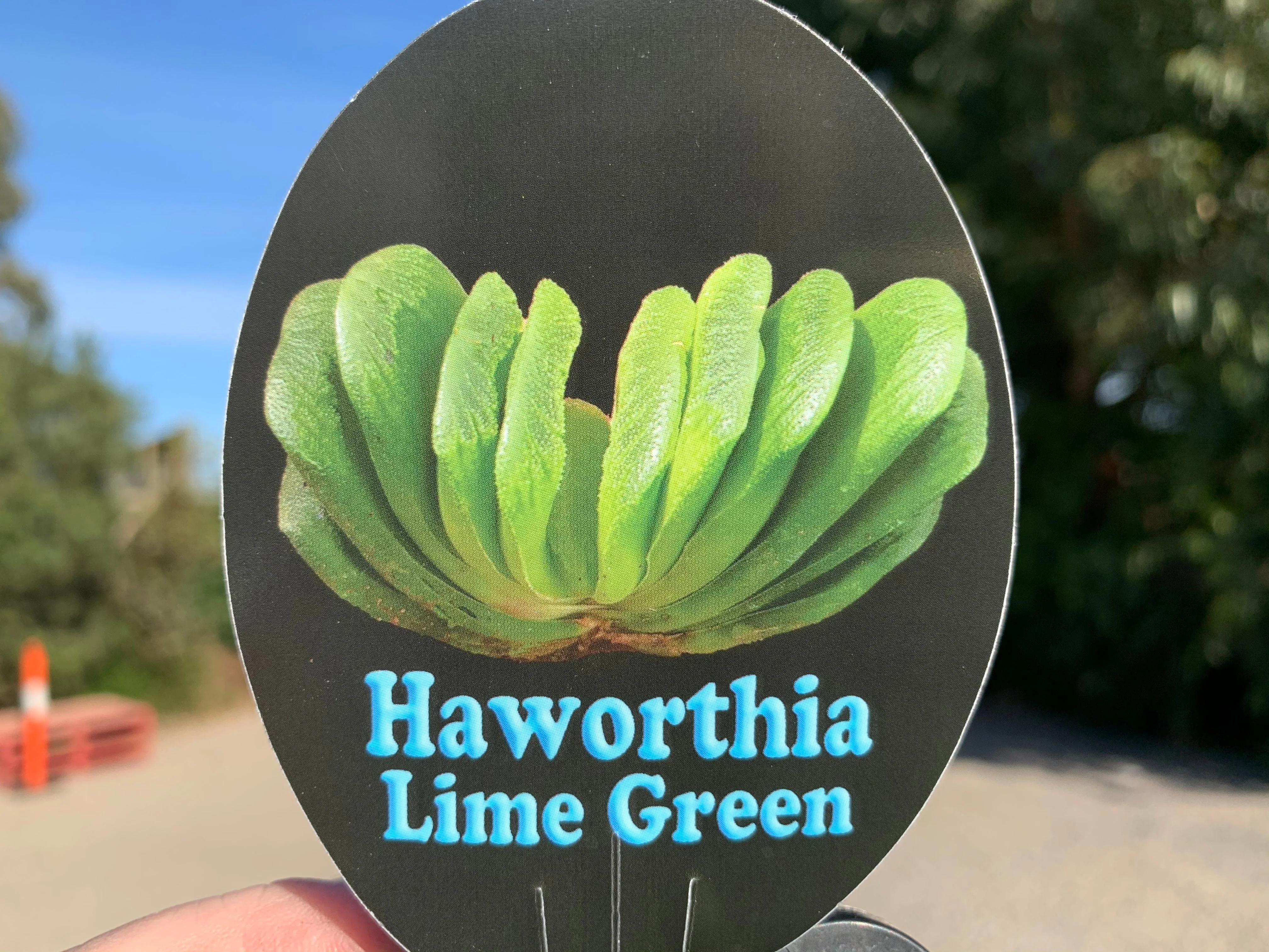 Haworthia truncata 'Lime Green' - Image 9