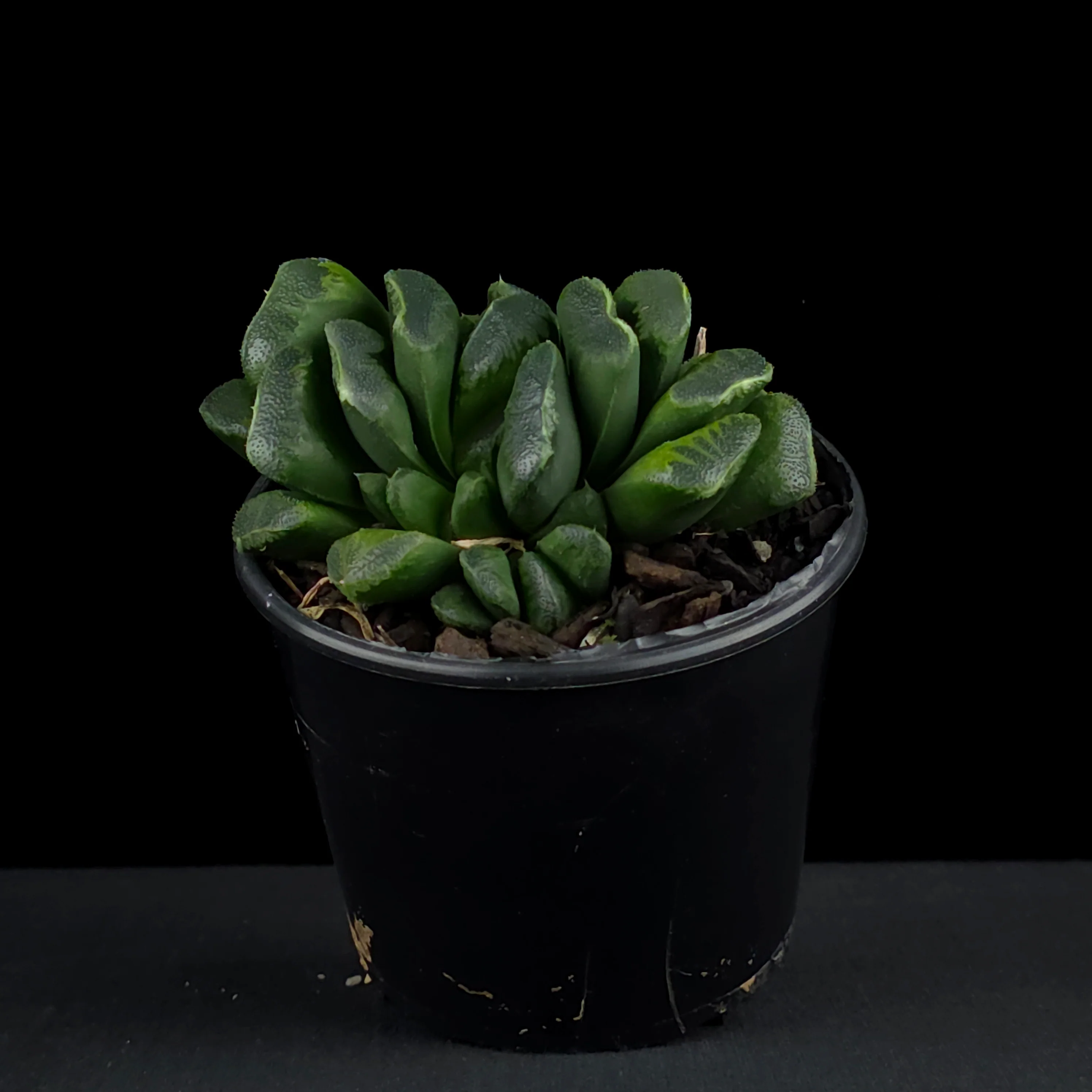 Haworthia truncata 'Seiko' - Image 3
