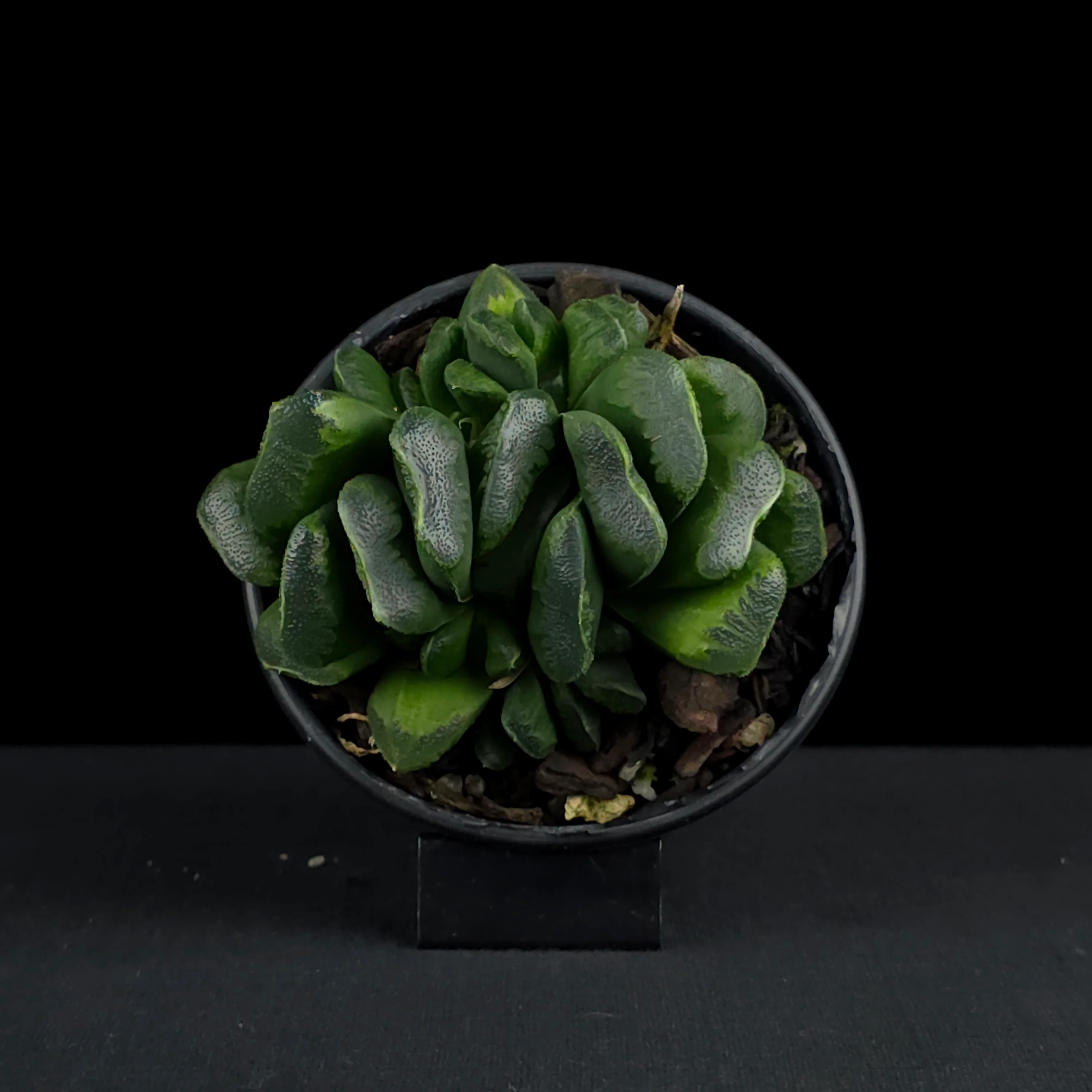Haworthia truncata 'Seiko' - Image 4