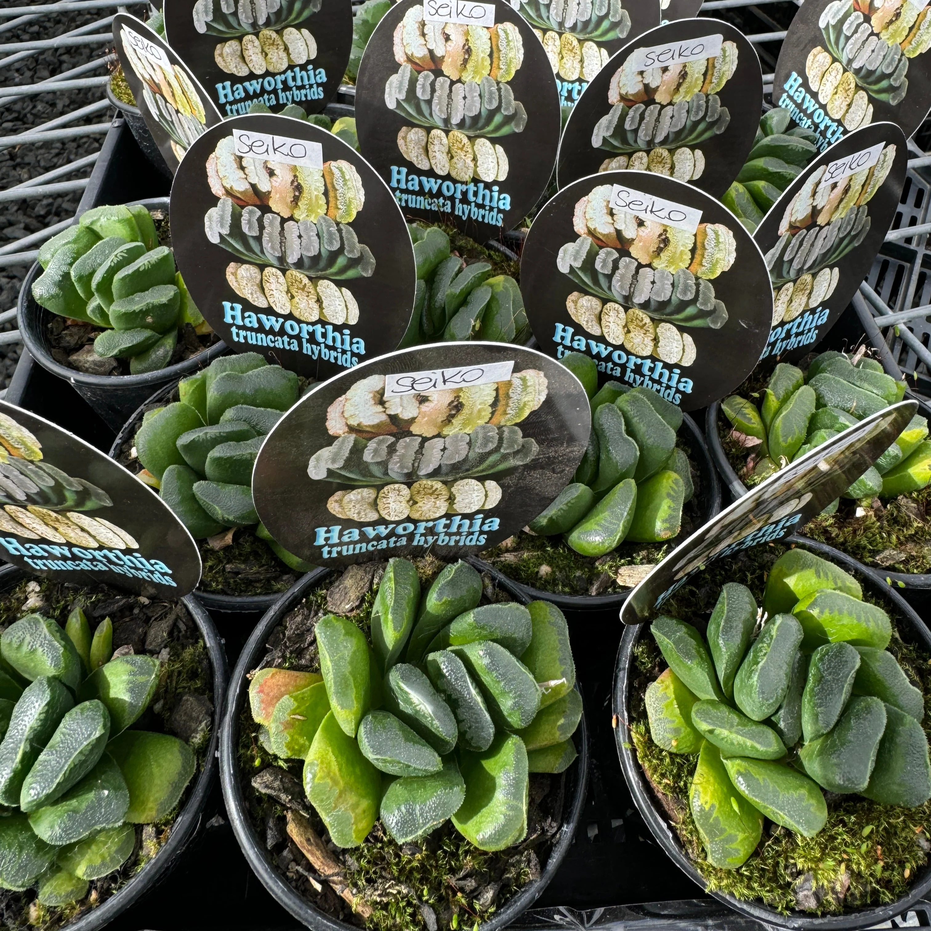 Haworthia truncata 'Seiko' - Image 5