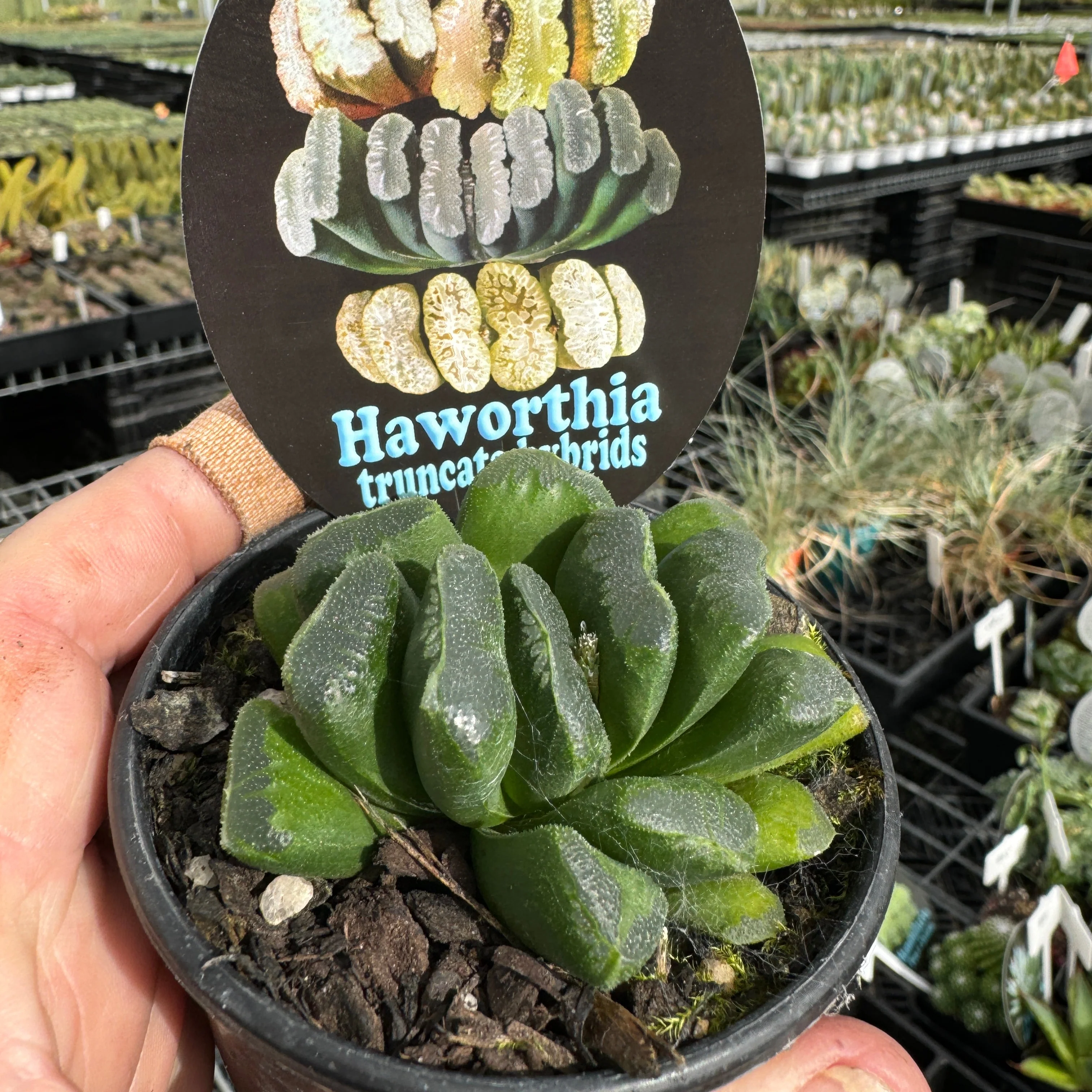 Haworthia truncata 'Seiko' - Image 6