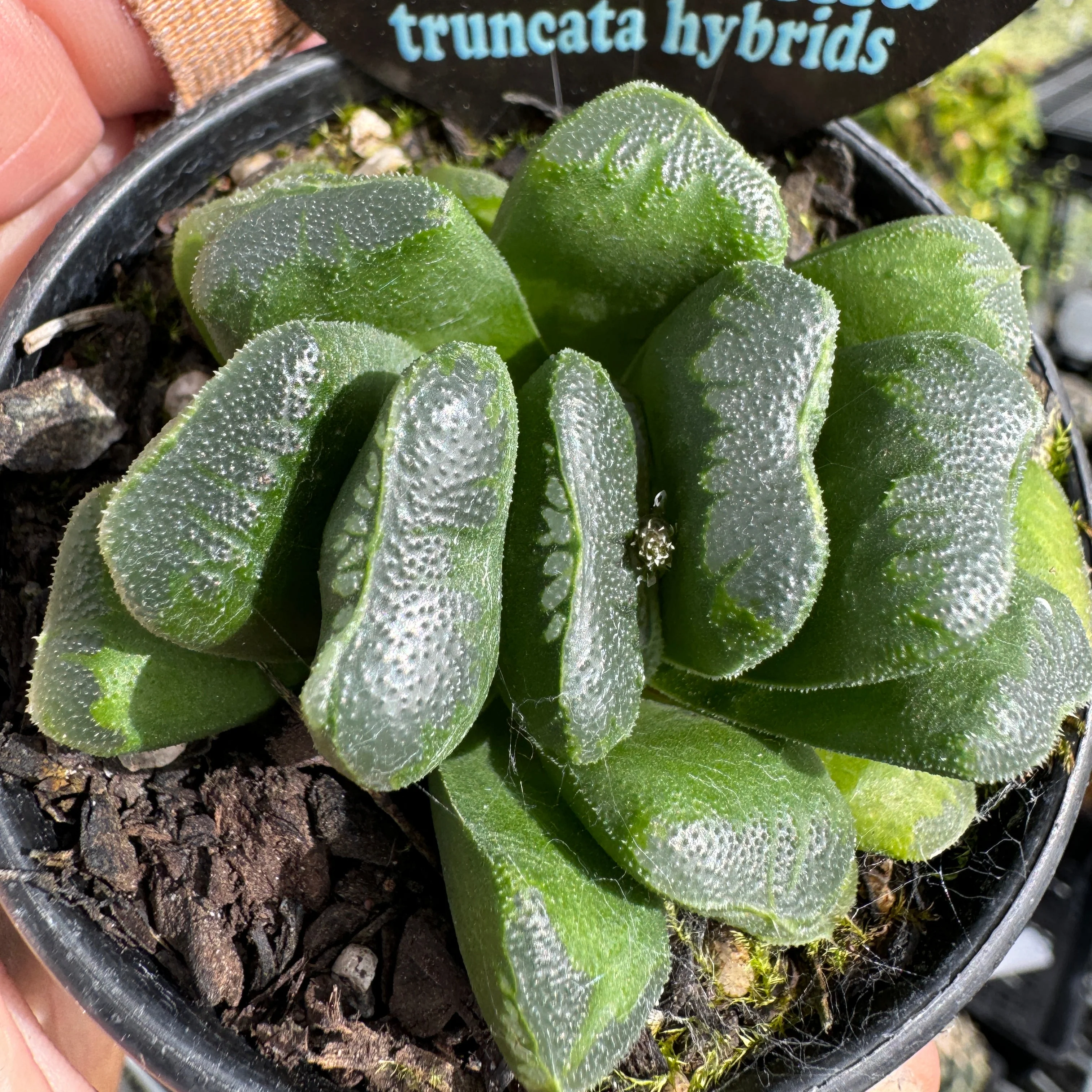 Haworthia truncata 'Seiko' - Image 7