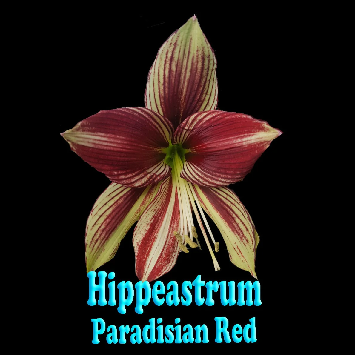 Hippeastrum papilio 'Paradisian Red' - Image 3
