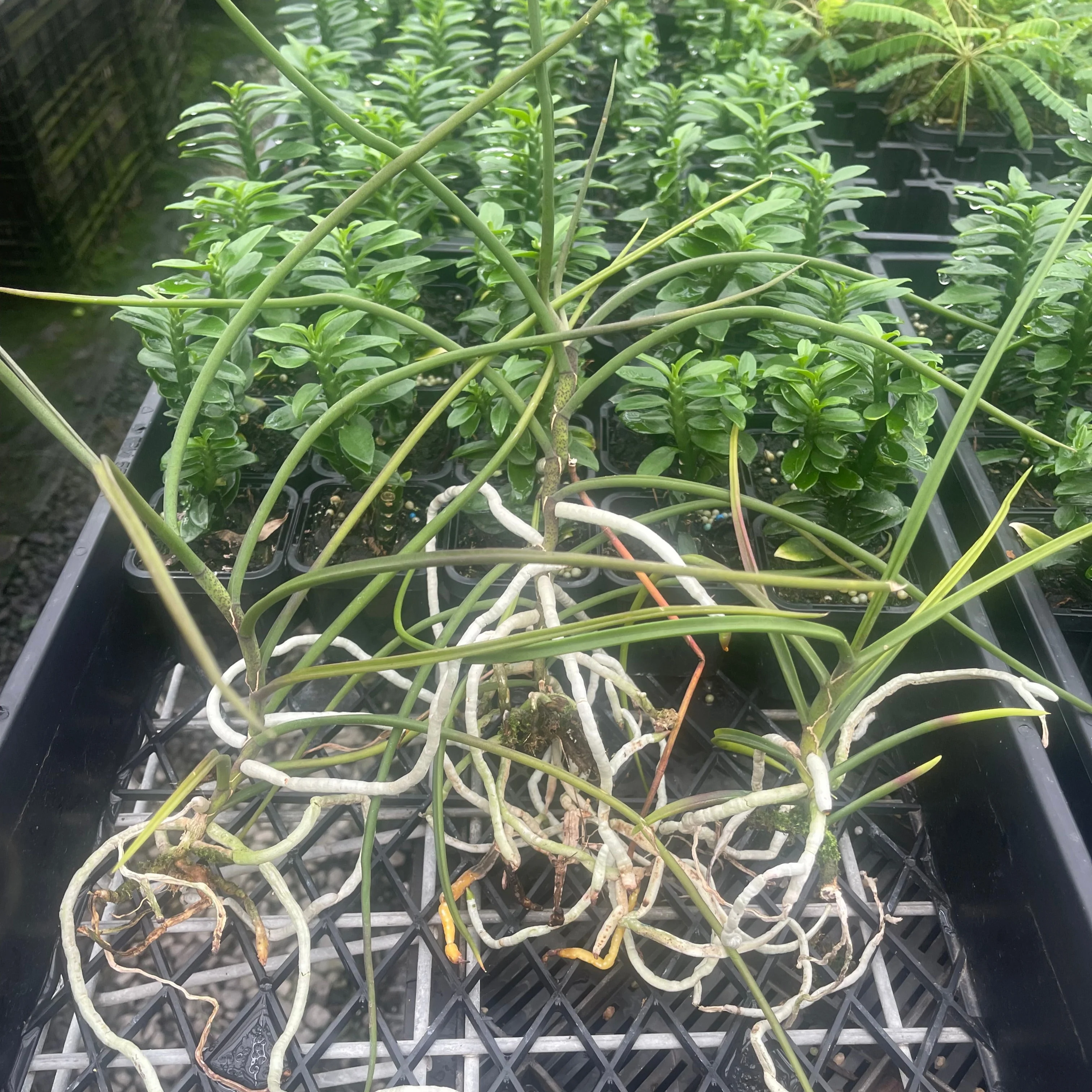Holcoglossum kimballianum (Bare Rooted) - Image 3