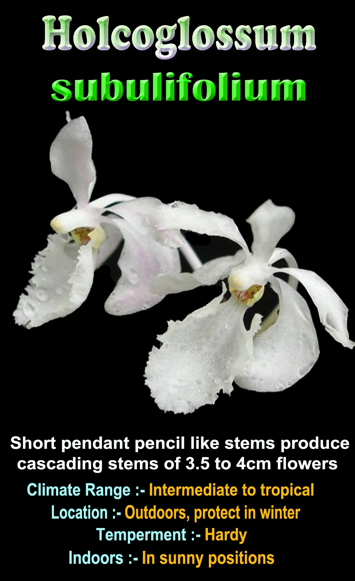 Holcoglossum subulifolium - The Awl-Leaved Orchid (Bare Root) - Image 2