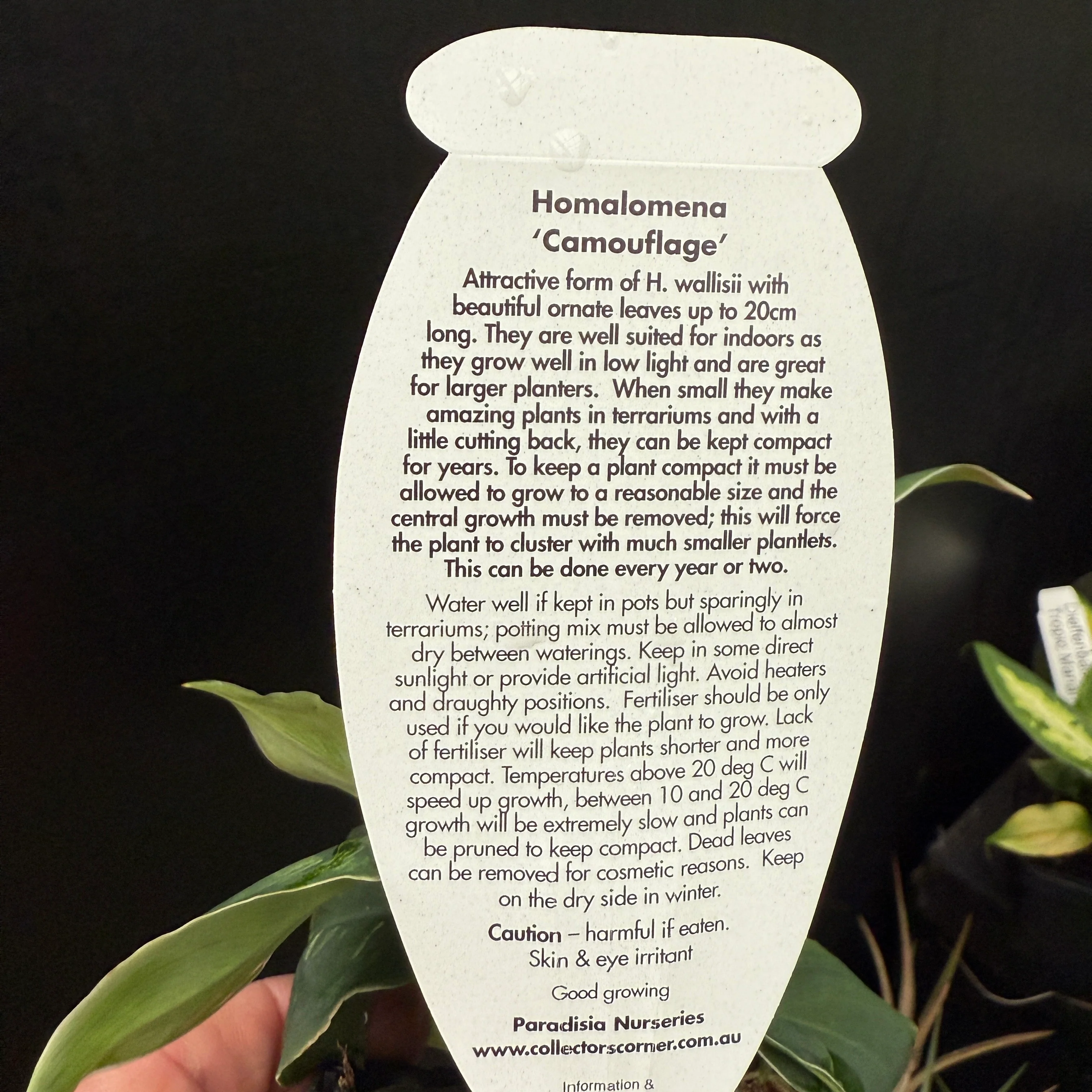 Homalomena 'Camouflage' (WA Prohibited) - Image 3
