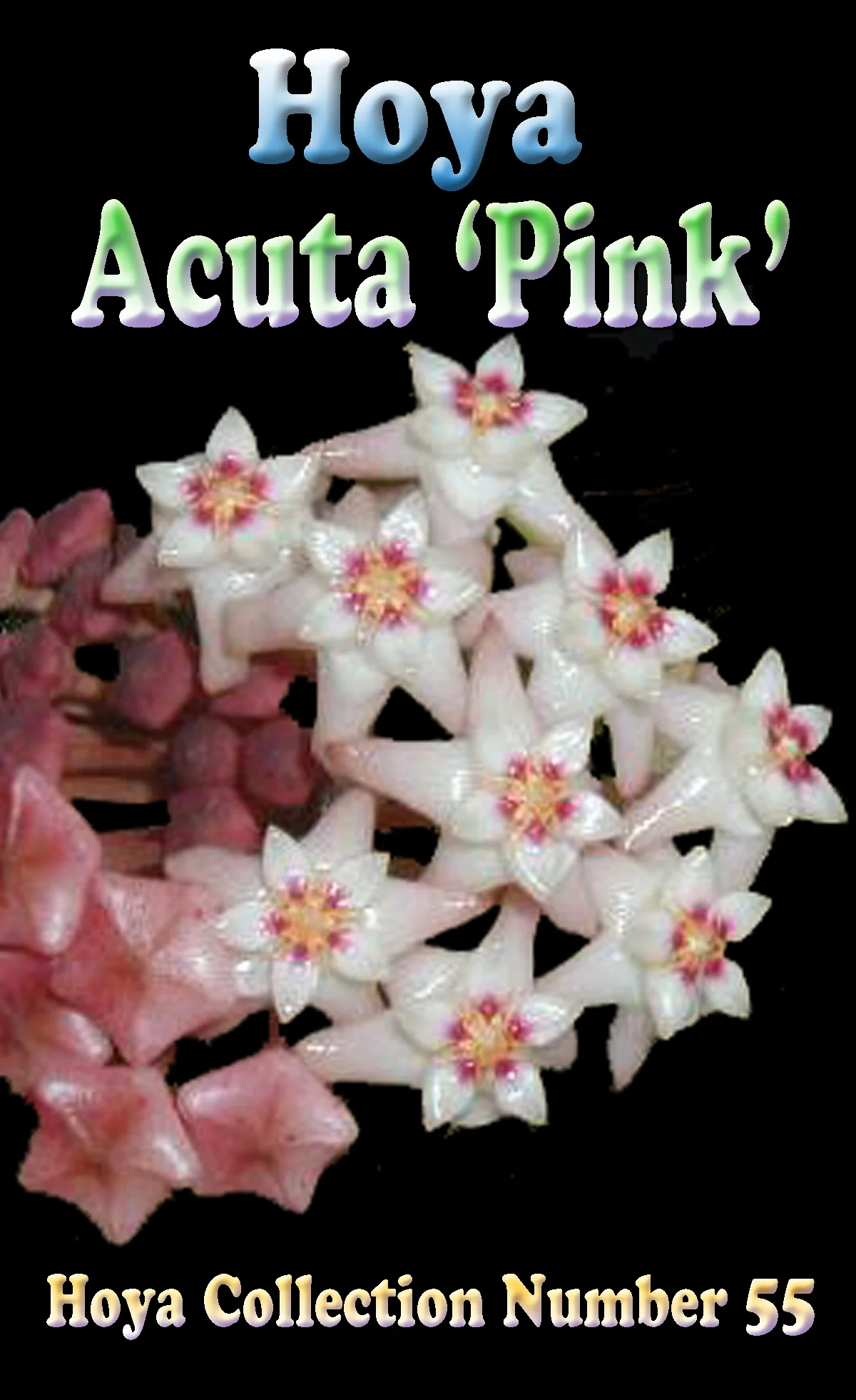 Hoya acuta ‘Pink’ - Image 2