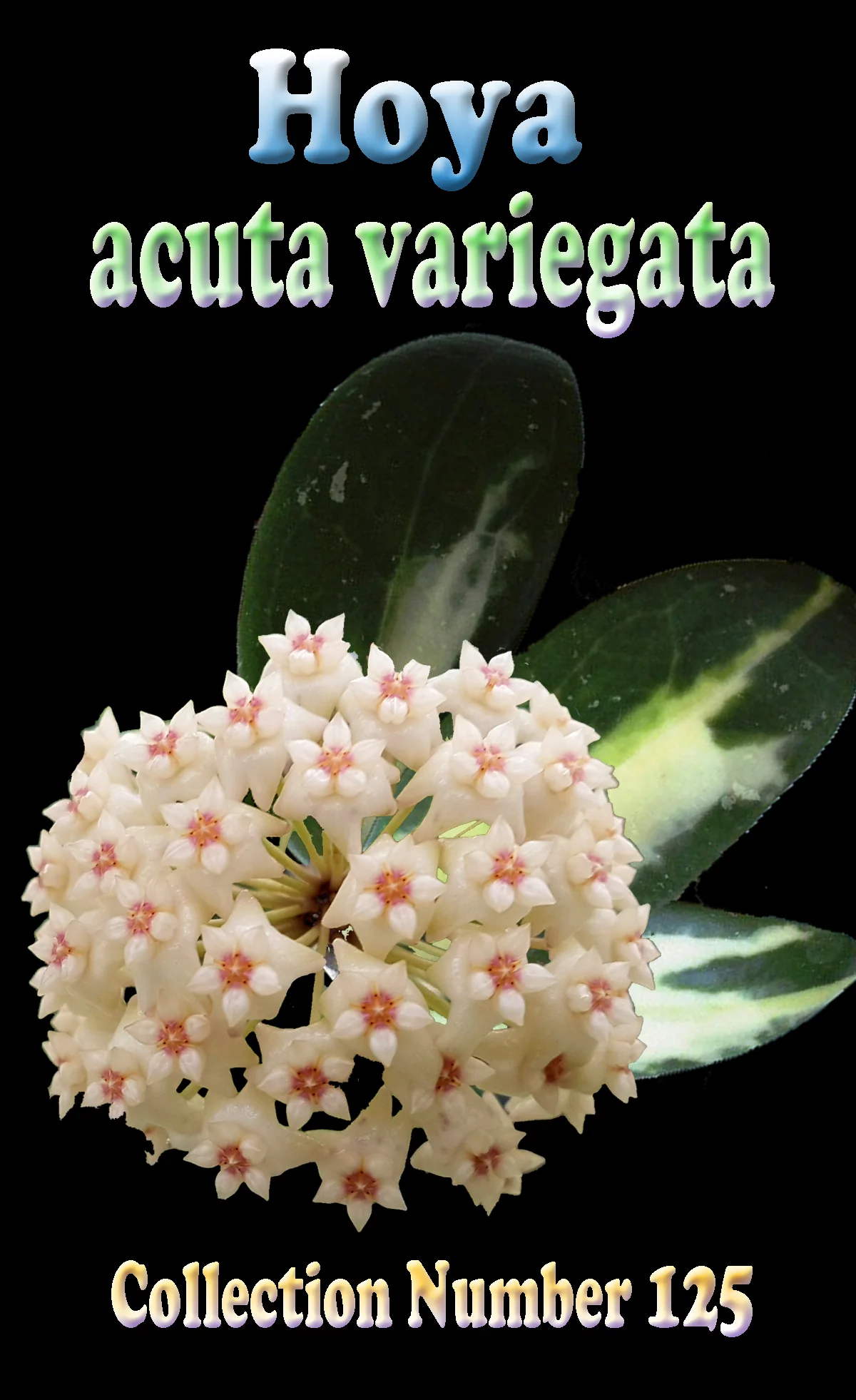 Hoya acuta 'Variegata' - Image 2