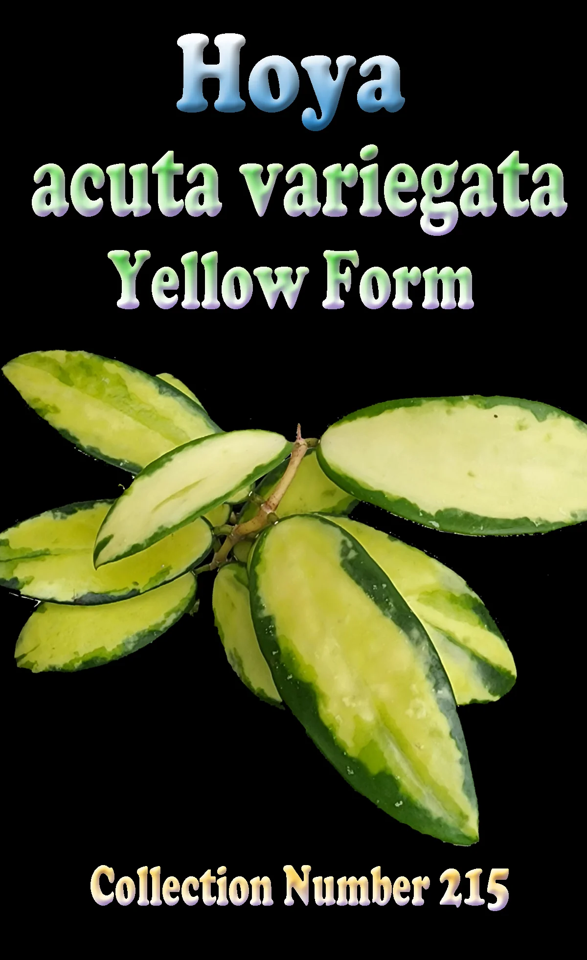 Hoya acuta variegata 'Yellow Form' - Image 3