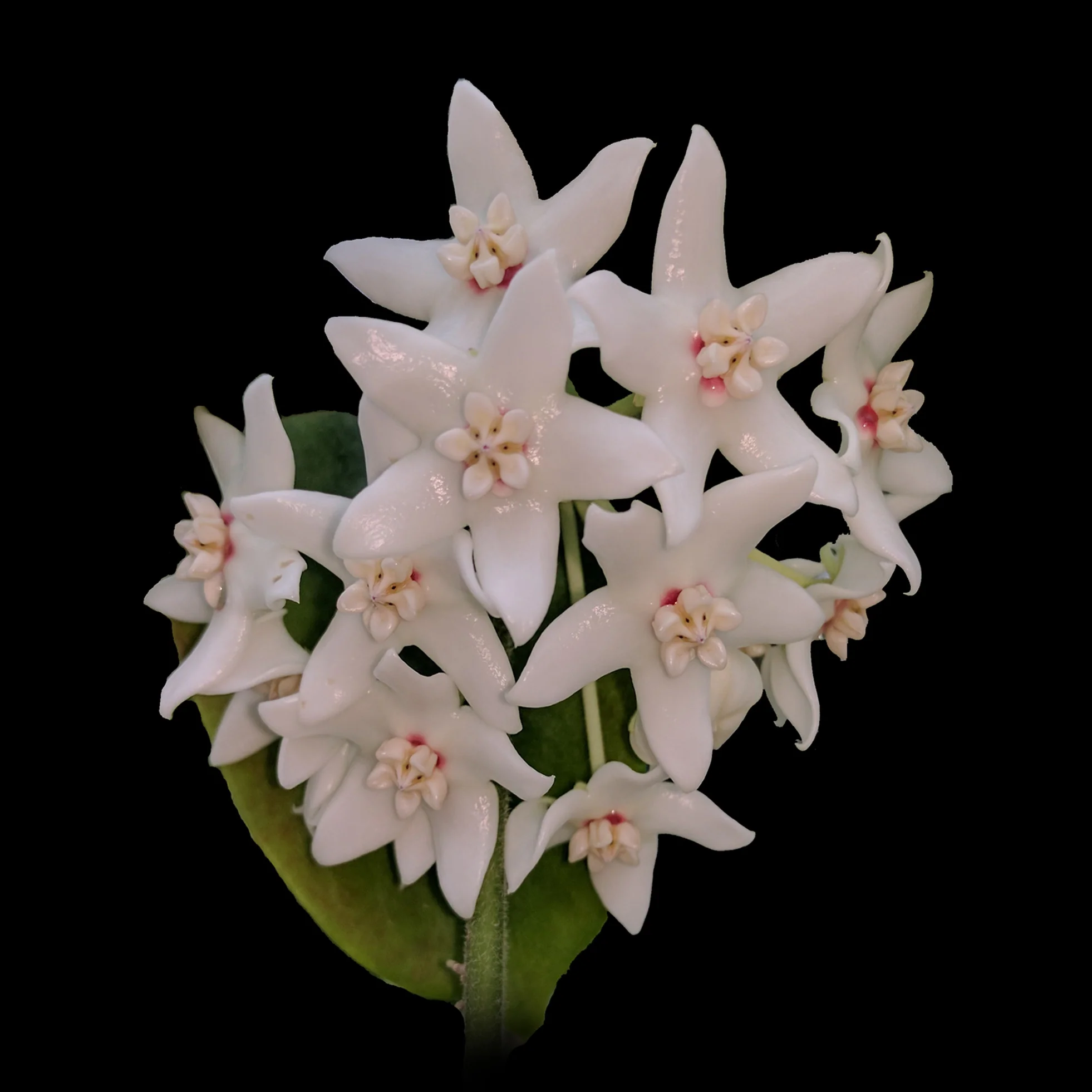Hoya albiflora