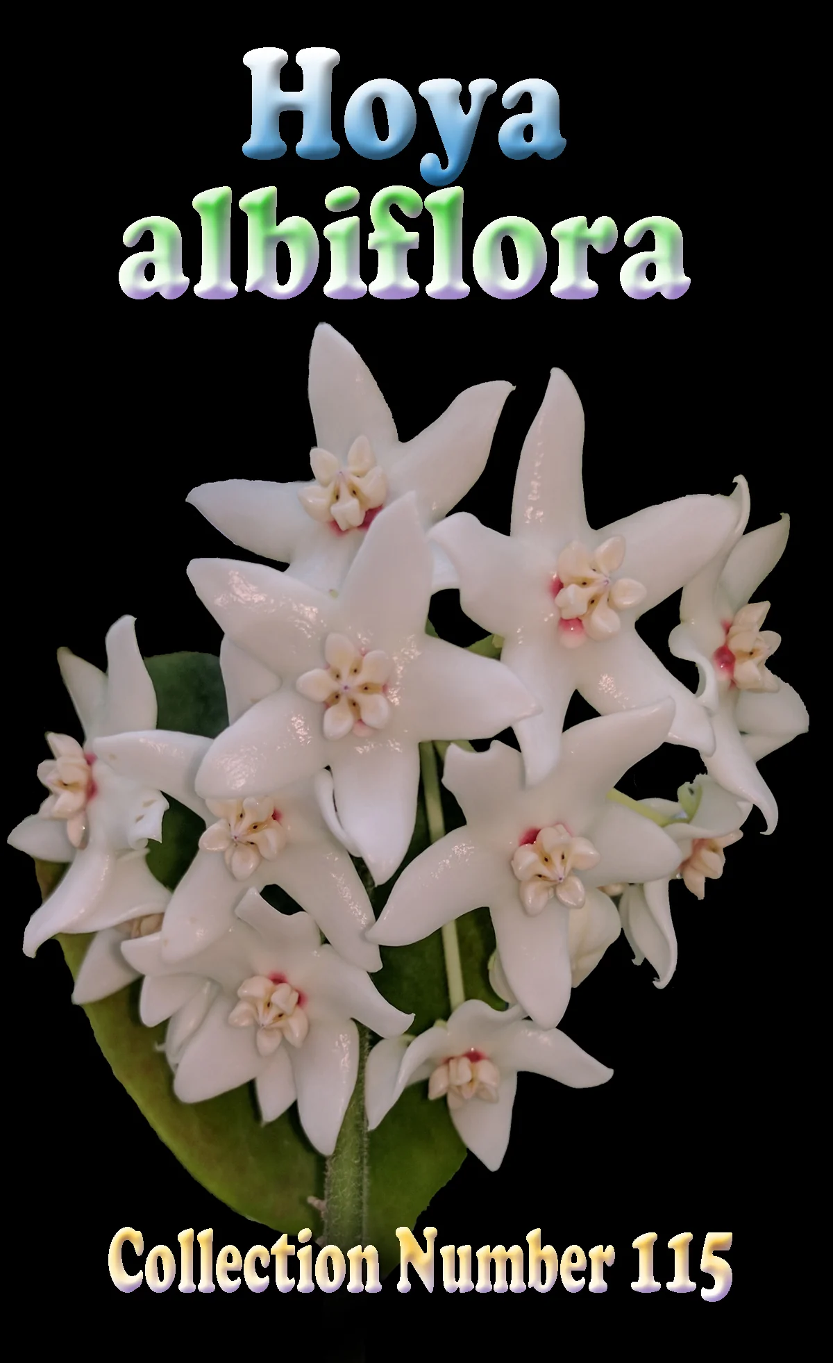 Hoya albiflora - Image 2